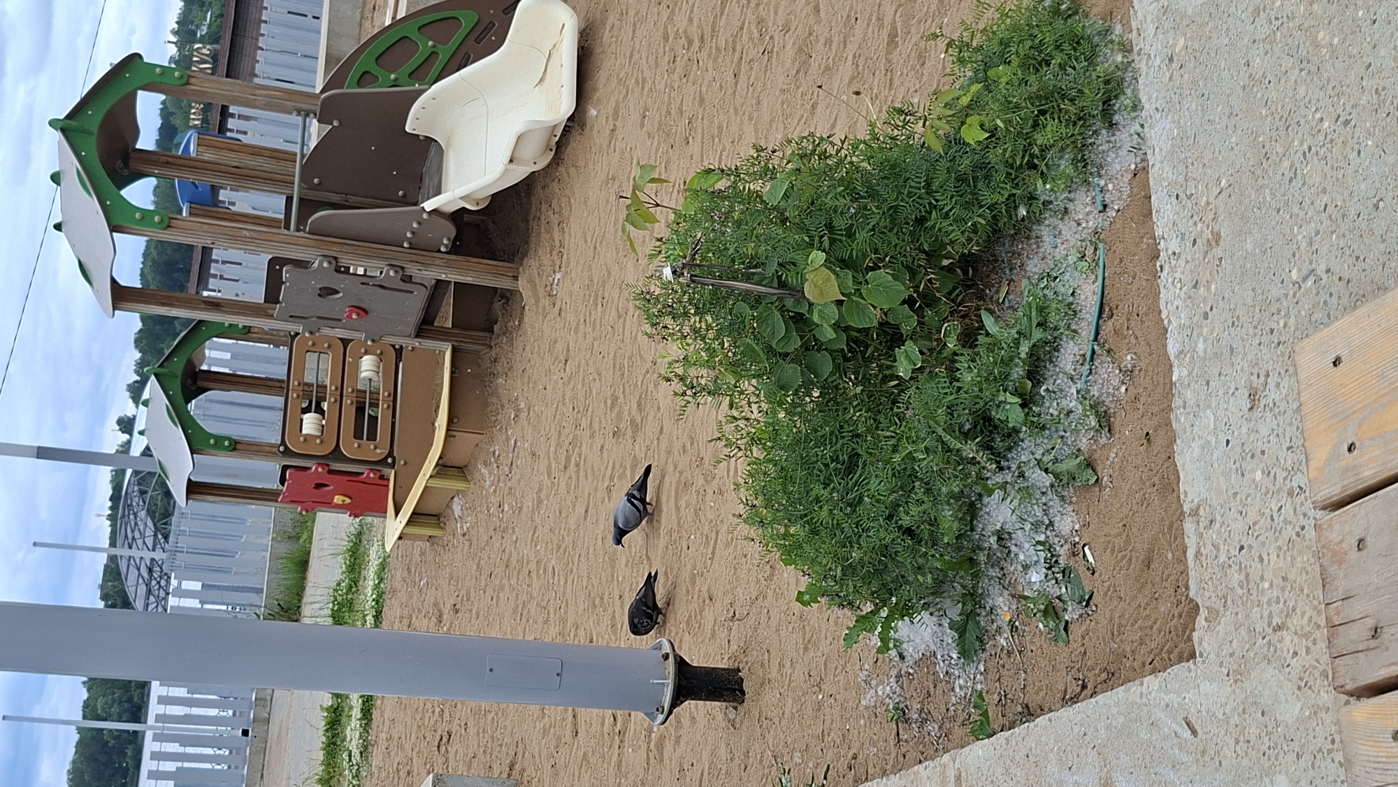This is a medium-angle, outdoor photograph taken at a playground located in the city of Nytva, Russia. The playground features a colorful, multi-level structure with green and brown accents, a beige slide, and a sandbox. The ground is covered in sand, and a cluster of green foliage is visible in the foreground. Two pigeons are present on the sand: one grey pigeon standing and looking towards the left, and a darker pigeon to its left, facing downwards. In the background, a metal pole with a grey casing is situated on the left side of the frame. A light grey metal fence runs horizontally behind the playground structure, and beyond that, a body of water and a treeline are visible under a cloudy sky. A concrete pathway and wooden seating are in the lower portion of the image. The scene appears to be unoccupied by humans.