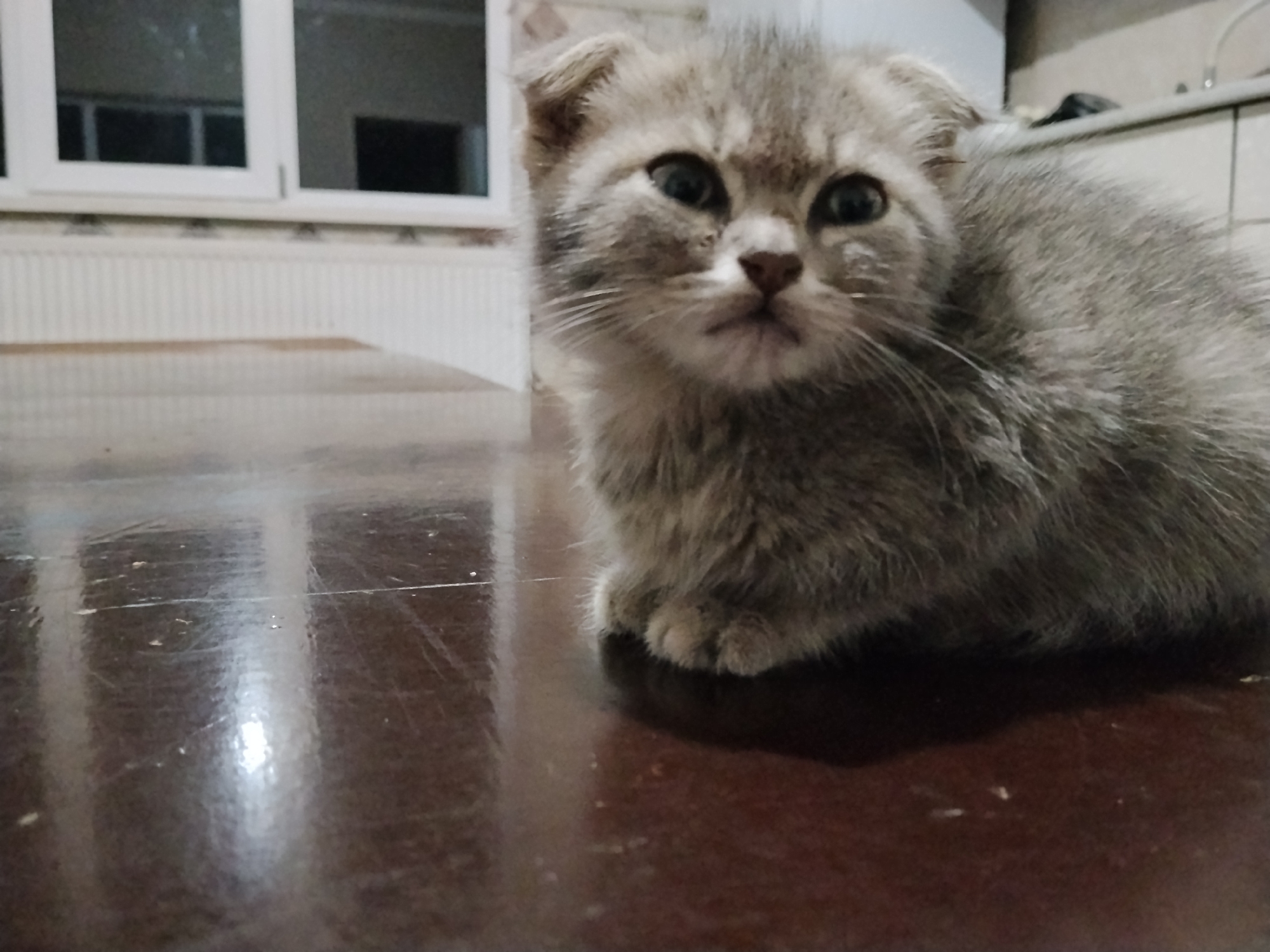 A light gray tabby kitten with folded ears sits on a dark, reflective wooden surface. The kitten's fur is fluffy, and its large, dark eyes are looking towards the camera. The surface it sits on appears to be a table or desk, with visible scratches and reflections of light. In the background, a white radiator is visible beneath a window with white frames. Beyond the window, the interior of a room can be seen, with what appears to be a countertop and cabinets in the upper right portion of the frame. The location is described as Vperyod, Russia.