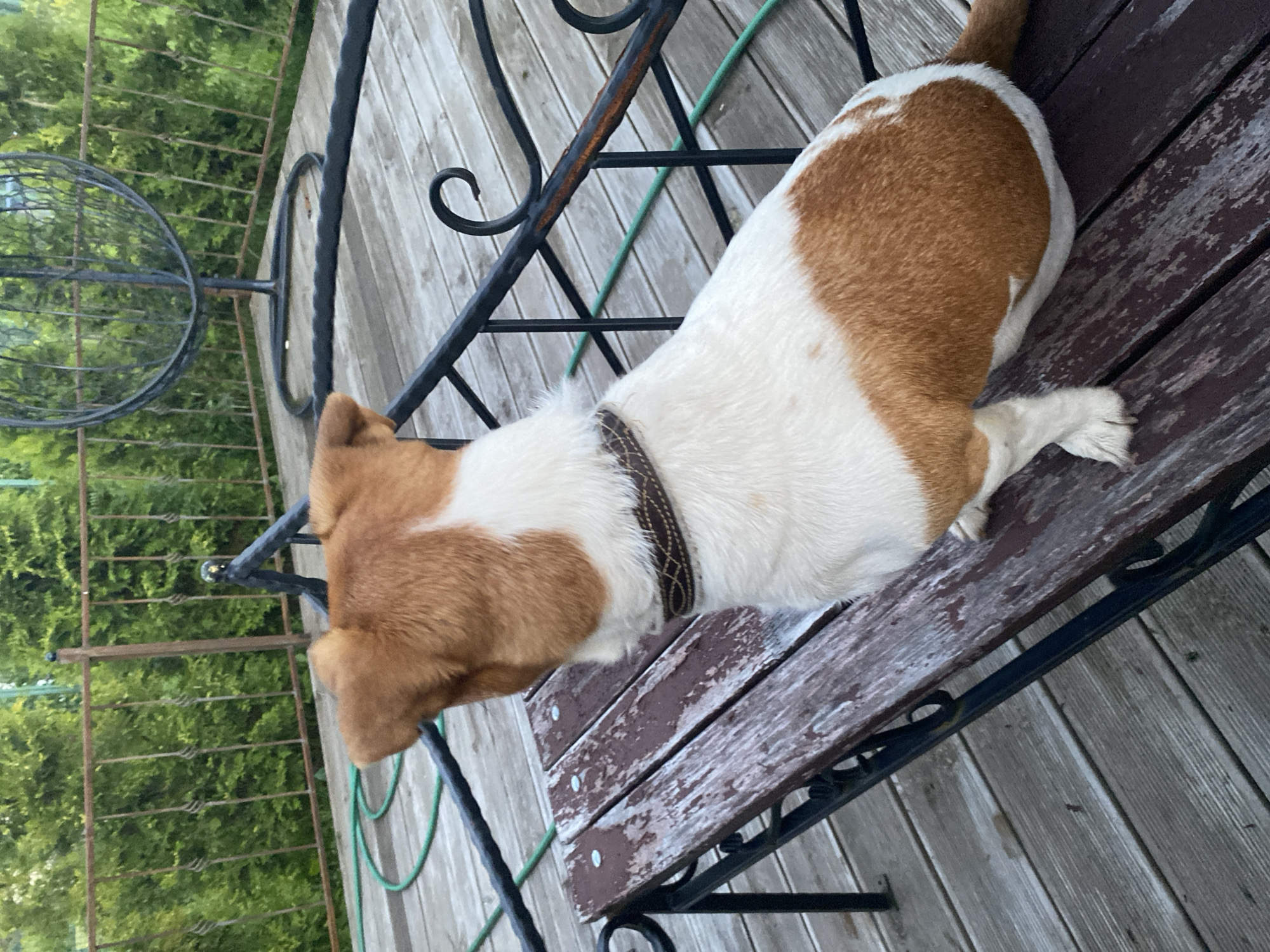 A medium shot captures a dog with white and brown fur sitting on a rustic wooden bench. The dog faces away from the camera, looking towards a background of lush green trees and a metal railing. The bench itself shows signs of wear, with peeling paint and weathered wood. The overall setting appears to be an outdoor patio or deck. The location is identified as Bol'shoe Zaborod'e, Russia.