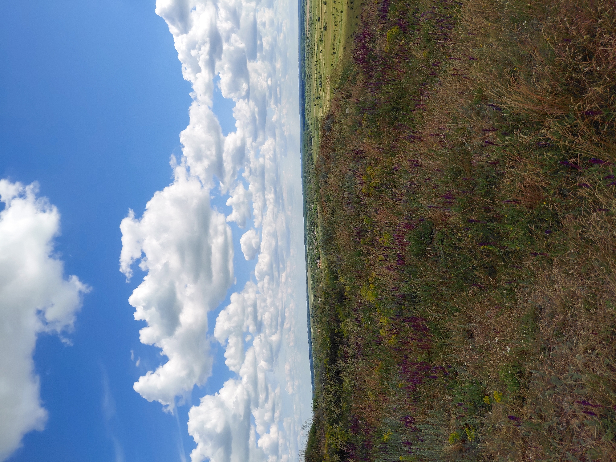 The image depicts a panoramic view of a rural landscape under a bright blue sky dotted with fluffy white clouds. In the foreground, a dense field of wildflowers and grasses, predominantly in shades of green, brown, and purple, stretches across the frame. The flowers are small and appear in clusters, creating a textured and vibrant carpet.
Beyond the immediate foreground, the terrain gently slopes downwards, revealing a sprawling vista of cultivated fields, meadows, and scattered trees. A small village with buildings and rooftops is visible in the middle distance, nestled amongst the greenery. Further still, a hazy horizon line suggests distant hills or plains. The overall impression is one of a serene and natural environment, typical of the Ukrainian countryside. The image is a still, observational shot, capturing a moment of natural beauty.