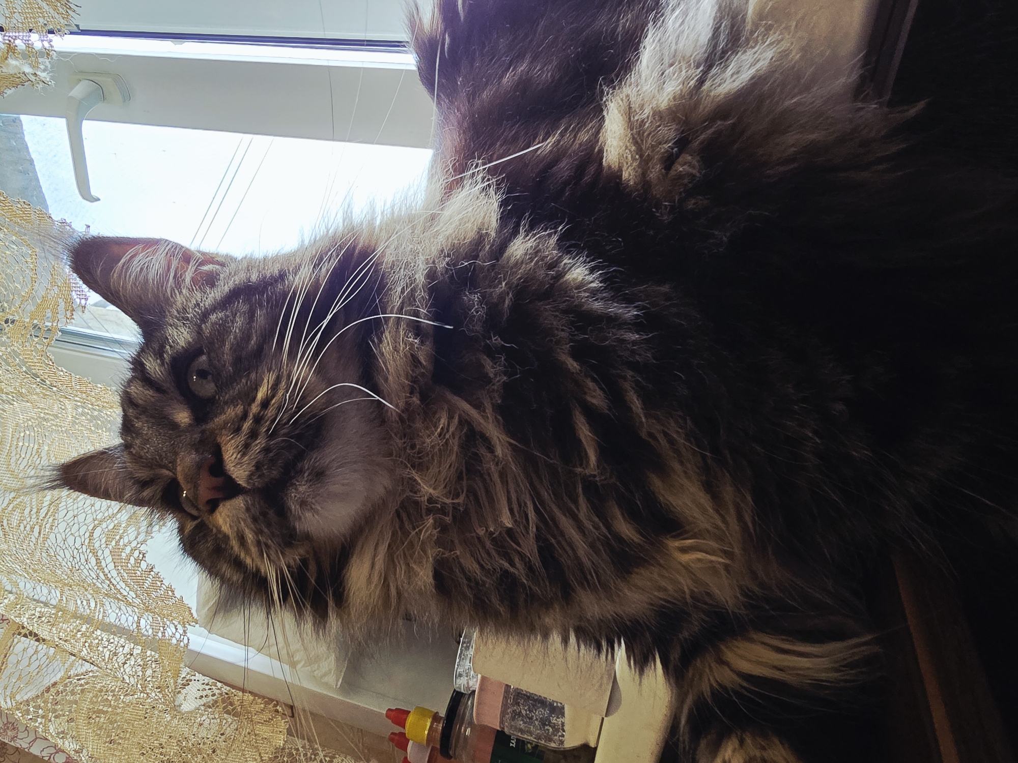 A large, fluffy Maine Coon cat with brown and black fur is captured in a low-angle shot, looking upwards. The cat is positioned in front of a window with sheer, decorative curtains that appear to be gold or beige. A white window frame with a handle is visible to the right of the cat. To the left of the cat, on a surface, are several small bottles and jars, possibly spice containers. The lighting suggests it is daytime, with natural light coming from the window. The background is predominantly the bright, out-of-focus sky.