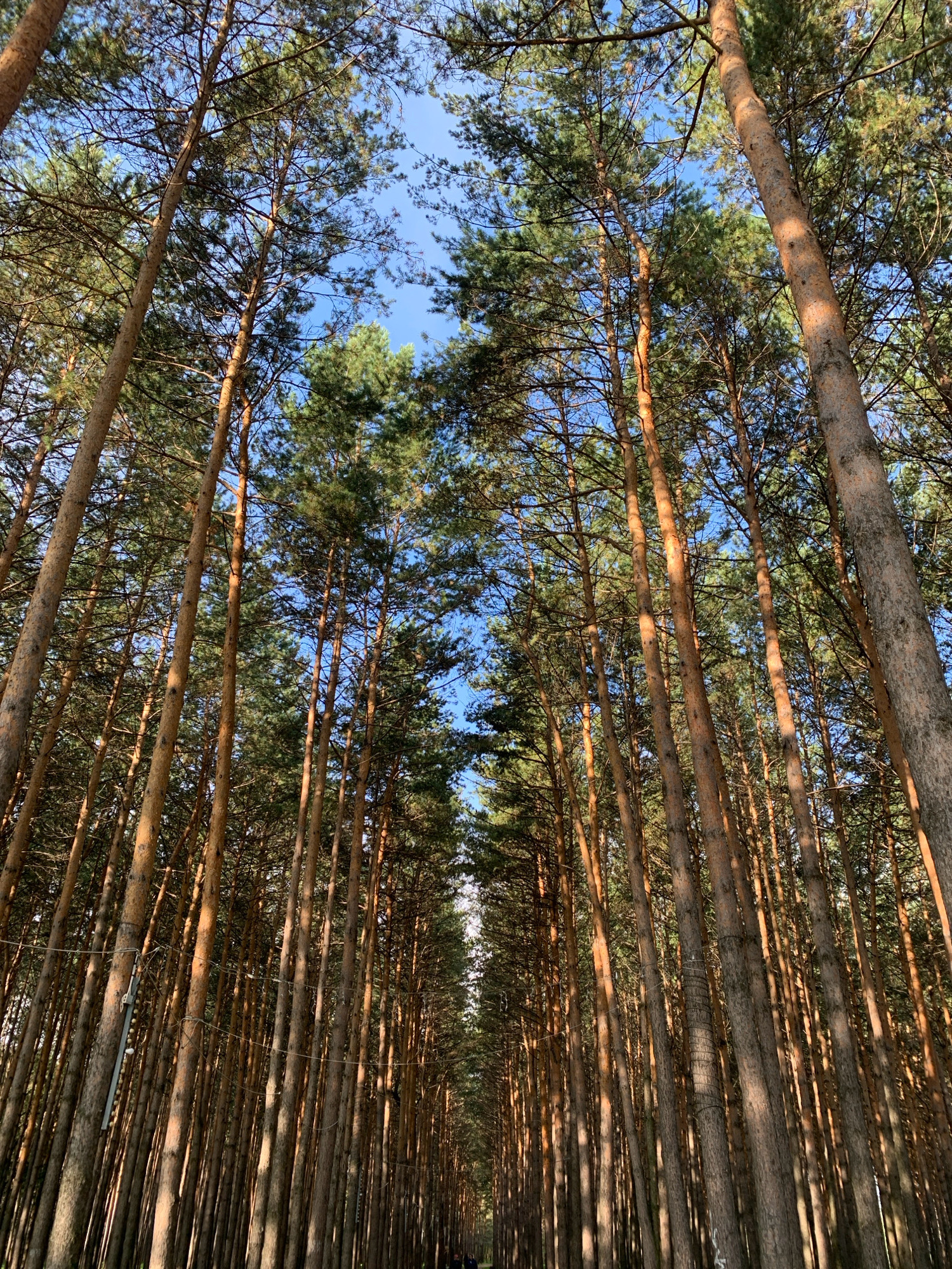The image depicts a densely packed forest of tall, slender pine trees, their trunks varying in color from light brown to reddish-brown. The trees are arranged in a linear fashion, creating a pathway that recedes into the distance, suggesting a planted forest or an avenue. The canopy of pine needles is thick, allowing only patches of bright blue sky to be visible through the branches. Sunlight filters through the trees, casting dappled light and shadows on the trunks. In the foreground, to the left, a metal pole is attached to a tree, with what appears to be a string of small, spherical objects or lights attached to it. Another similar object is visible on a tree further down the path on the right. The overall impression is one of a managed or cultivated forest setting.