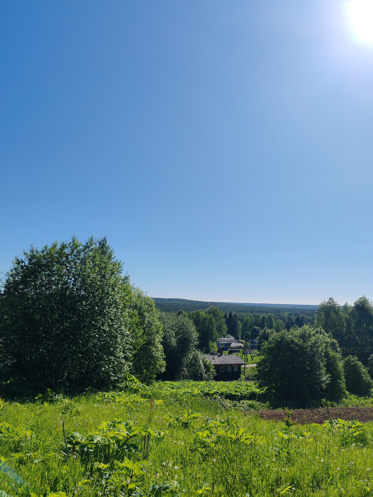The image depicts a rural landscape, presumably in Чухлэм, Russia, under a clear, bright sky. The upper two-thirds of the frame are dominated by a uniform, light blue sky, with a visible sun flare in the upper right quadrant. The lower third features a foreground of lush, green vegetation, including tall grasses and broad-leafed plants, some with white seed heads, on a gently sloping incline. A patch of dark, tilled earth is visible on the right side of the foreground. In the mid-ground, a small settlement is partially visible amidst a dense cluster of deciduous trees. At least two small, dark-roofed wooden houses are discernible within this area, with what appear to be overhead utility lines strung between the trees. Beyond the settlement and mid-ground trees, a vast, dense forest stretches to the horizon, which appears flat. No individuals or animals are present in the scene.