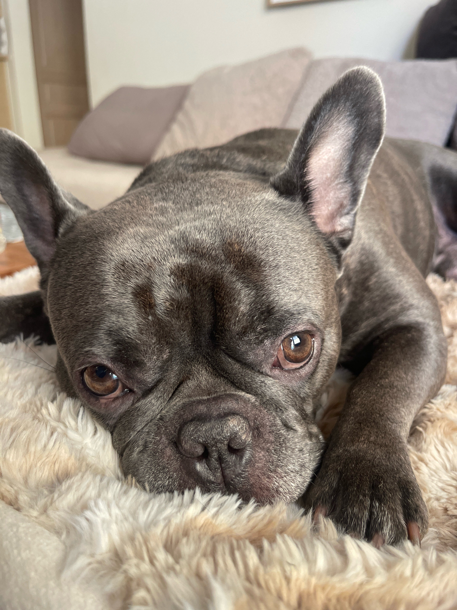 A close-up, eye-level shot shows a charcoal-colored French Bulldog lying on a fluffy, cream-colored blanket. The dog's head is resting on its paws, with its eyes partially closed. The background is blurred, suggesting an indoor setting with a sofa and pillows. The lighting is soft and natural, highlighting the dog's features. The scene is peaceful and intimate, conveying a sense of comfort and relaxation. There is no indication of the location being in Petroupoli, Greece.