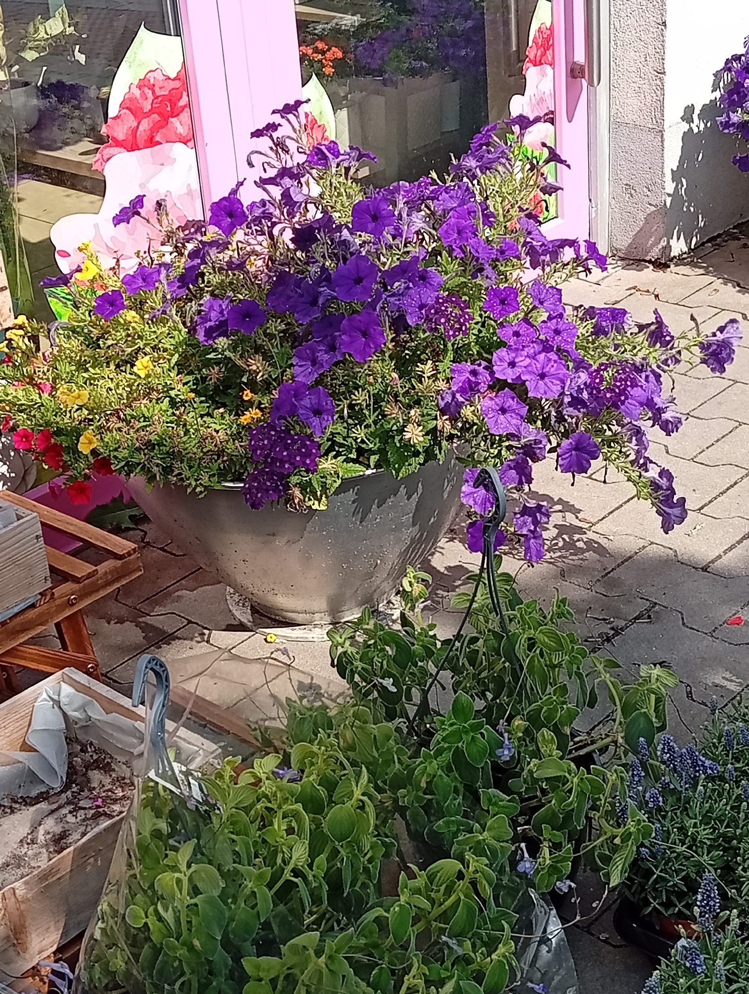In front of a building with a pink door and windows, a large grey pot overflows with vibrant purple petunias, accented by smaller yellow and red flowers. Behind the pot, a wooden chair and a wooden crate are visible. To the right of the pot, a lush green plant in a hanging basket is present. Further to the right, another plant with small purple flowers and lavender are displayed. The scene is set on a paved area with cobblestone-like tiles. The background suggests an outdoor setting, possibly a garden center or a shop. The image was taken in Tišnov, Czechia.