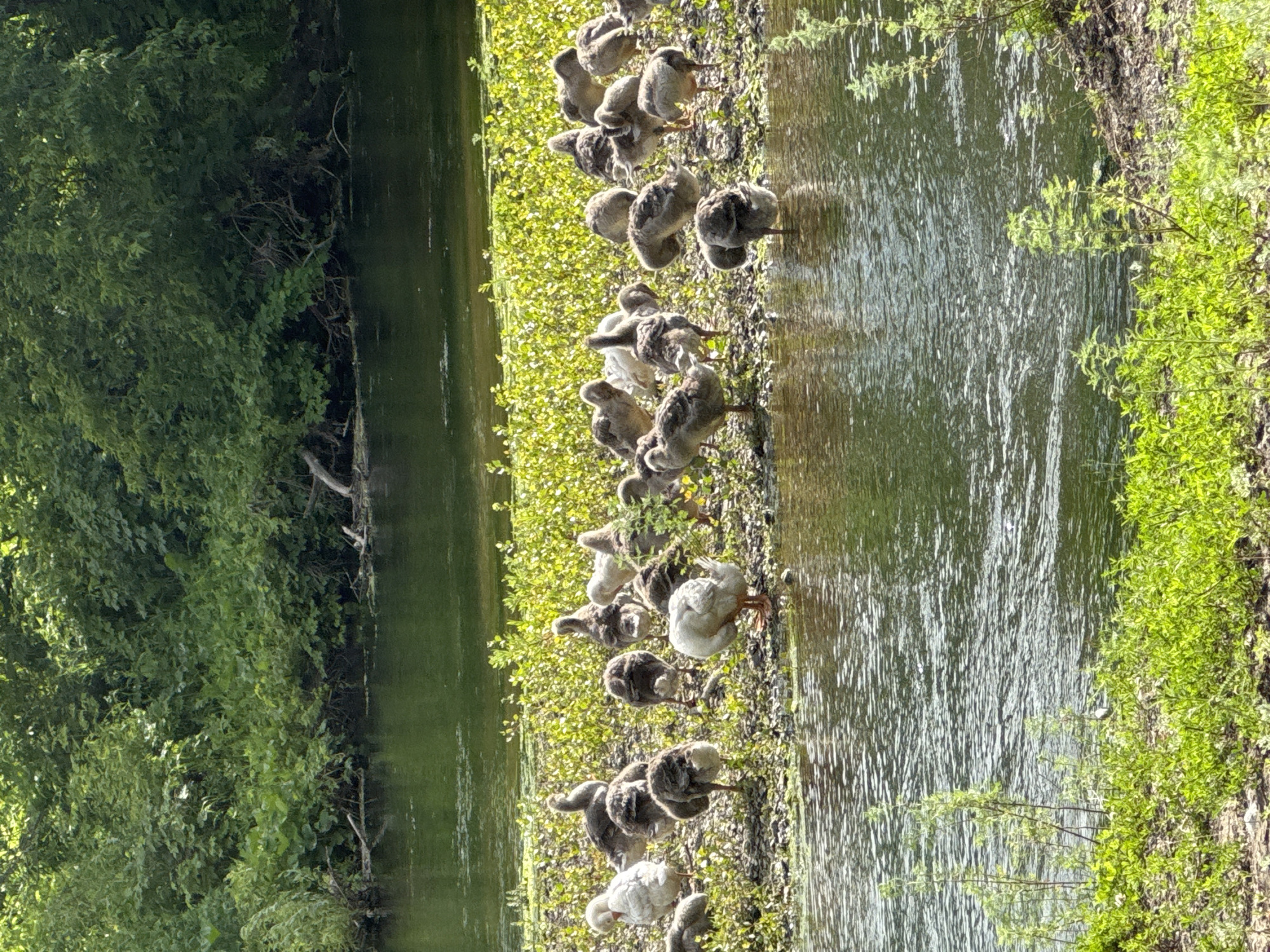 A flock of domestic geese, a mix of adults and goslings, stand on a gravelly bank covered in low-lying green vegetation next to a slow-moving river. The river reflects the lush green foliage of trees and bushes that line the opposite bank. Some geese are foraging, while others stand alert. The scene is bathed in bright daylight, casting sharp shadows and highlighting the textures of the geese's feathers and the environment. The location is identified as Starokhalilovo, Russia.