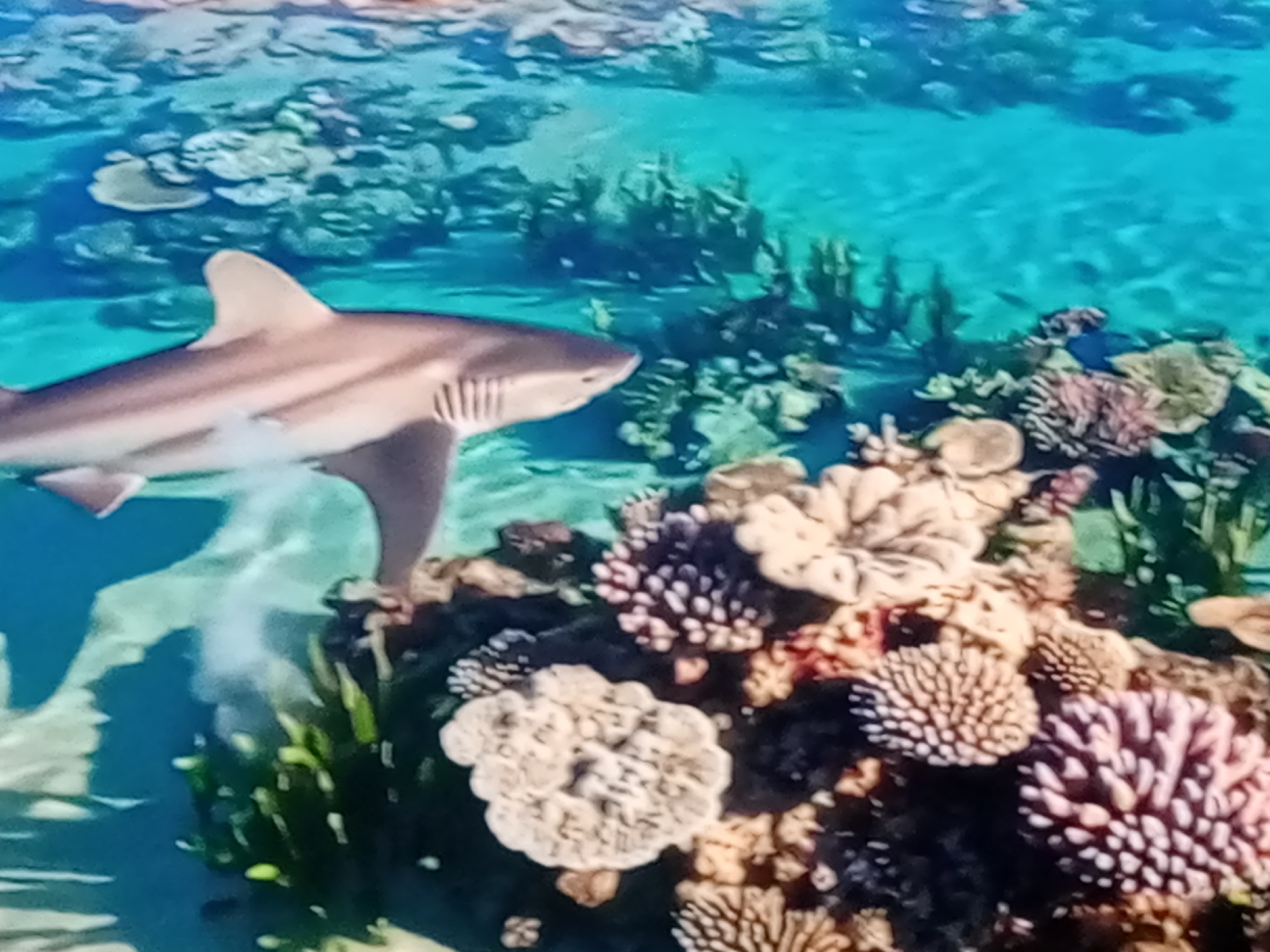 An underwater scene features a shark swimming in turquoise water over a coral reef. The shark is light-colored with dark stripes along its body and has a pointed snout and dorsal fin. The coral reef is diverse, with various shapes and colors of coral, including branched and rounded formations. Green vegetation and sandy patches are also visible on the seabed. The water is clear, allowing for good visibility of the marine life and coral. The scene depicts a natural habitat for sharks and coral reefs, likely in a tropical ocean or sea.