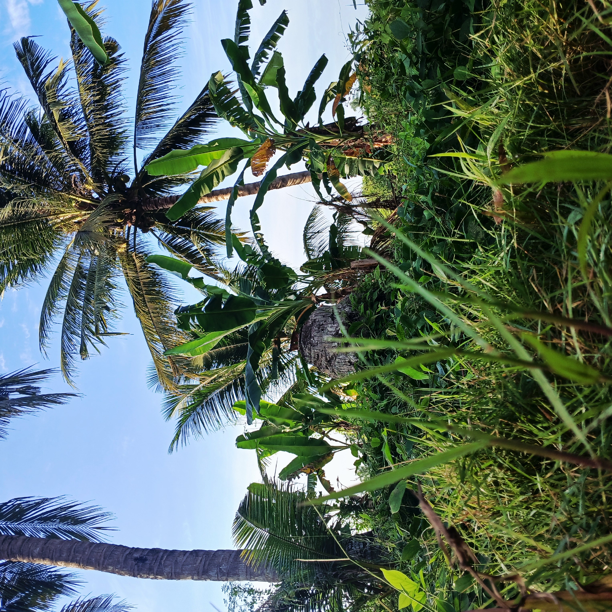 The image depicts a lush, tropical environment with a dense undergrowth of green foliage and tall grasses in the foreground. Several palm trees, characteristic of Puloiboeh, Indonesia, are visible, with their fronds extending towards a clear blue sky with a few scattered clouds. Banana plants with their large, broad leaves are interspersed among the palm trees, adding to the dense vegetation. The scene appears to be a natural landscape, possibly a park or a rural area, with no visible human presence or structures. The lighting suggests it is daytime, with the sun casting shadows and highlighting the vibrant green of the plants.