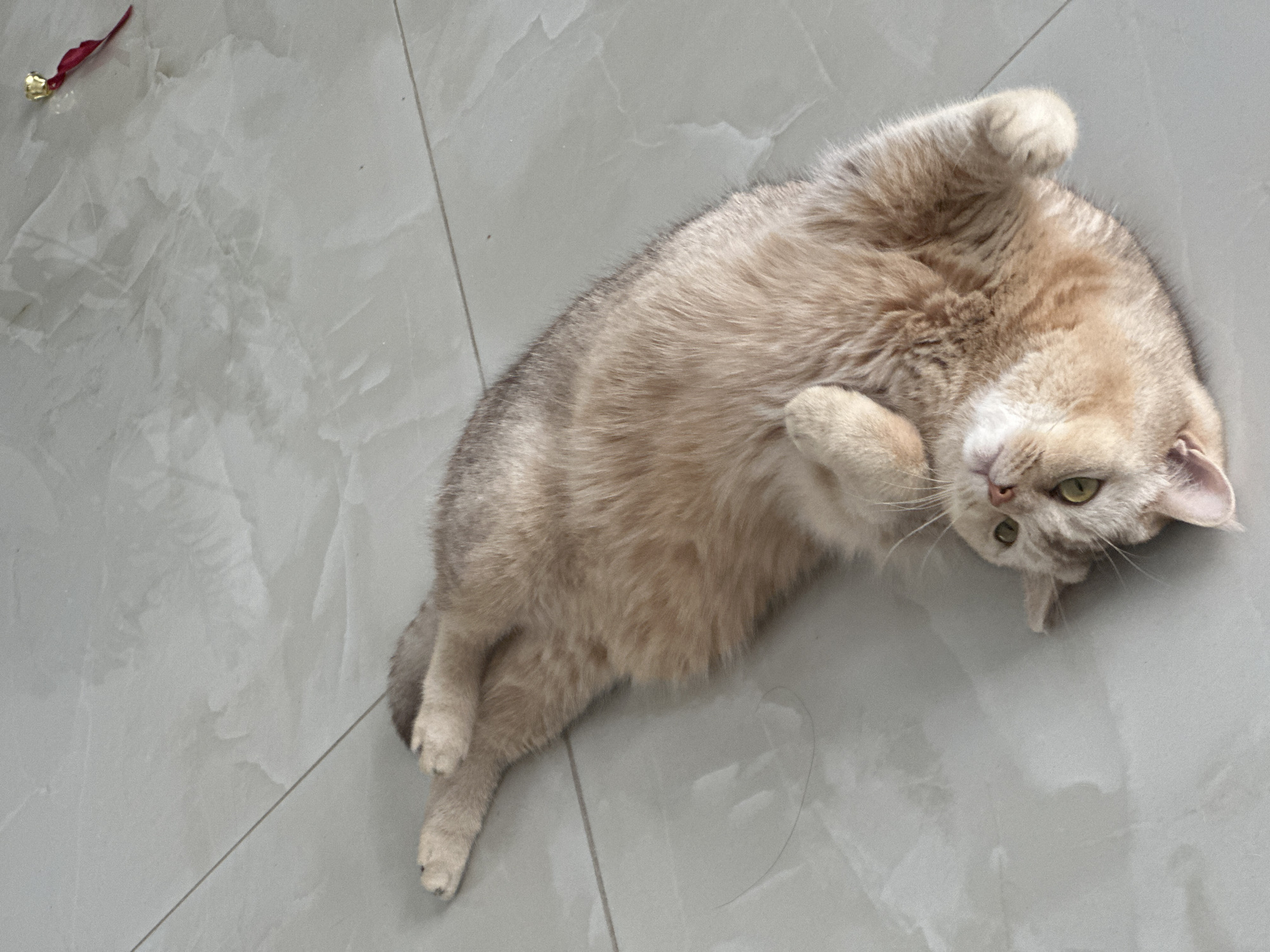 An overhead shot captures a light-colored cat sprawled on its back on a tiled floor. The cat's fur is a blend of cream, light brown, and greyish tones, with subtle tabby markings visible on its sides and tail. Its front paws are curled near its chest, and its hind legs are extended and slightly bent. The cat's head is tilted to its left, with bright green eyes looking directly upwards towards the viewer, giving an impression of relaxation, playfulness, or contentment. Its inner ears are a soft pink.
The setting is an indoor space with a light grey or off-white tiled floor. The tiles are large and have a faint, natural marbled pattern. Visible grout lines segment the floor into rectangular sections. In the upper left corner of the frame, out of focus, lies a small, shiny red object with a gold accent, possibly a toy or decoration. A single strand of dark hair is visible on the light tile near the cat's rear leg. The lighting is bright and even, casting no harsh shadows and suggesting a well-lit interior. There is no visible text in the image.