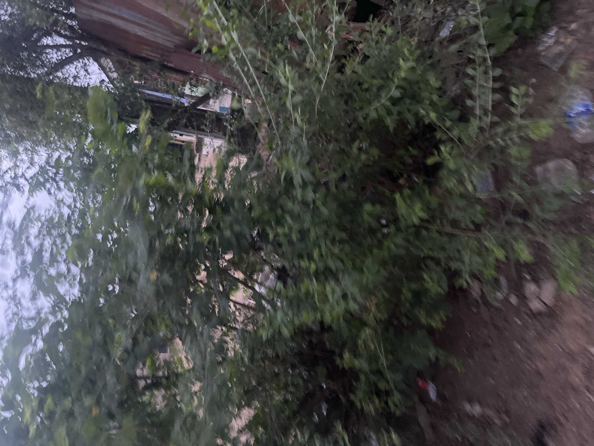 The image depicts an outdoor scene featuring dense green foliage and trees, interspersed with some debris. In the background, there is a rusty, corrugated metal structure, possibly part of a building or fence, and a glimpse of what appears to be a road or pathway. The ground is covered with dirt and scattered rocks. There are a few plastic bags and other small pieces of litter visible on the ground, particularly in the lower right portion of the image. The overall impression is of an unkempt, natural area within an urban setting, likely in Ikorodu, Nigeria, given the context. The lighting suggests it is either early morning or late evening, with a generally overcast sky. No people or animals are visible in the frame.