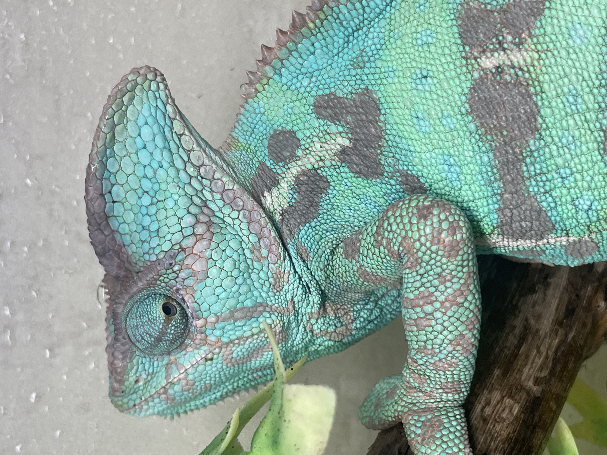 A close-up, eye-level shot shows a chameleon with bright turquoise and grey scales perched on a brown branch. The chameleon's head is turned to the left, and its eye is focused forward. A small green leaf extends from the left side of the frame, partially obscuring the chameleon's head. The background is a textured, light-colored surface with water droplets. The scene is indoors, and no specific location in Sochi, Russia can be determined from the image.