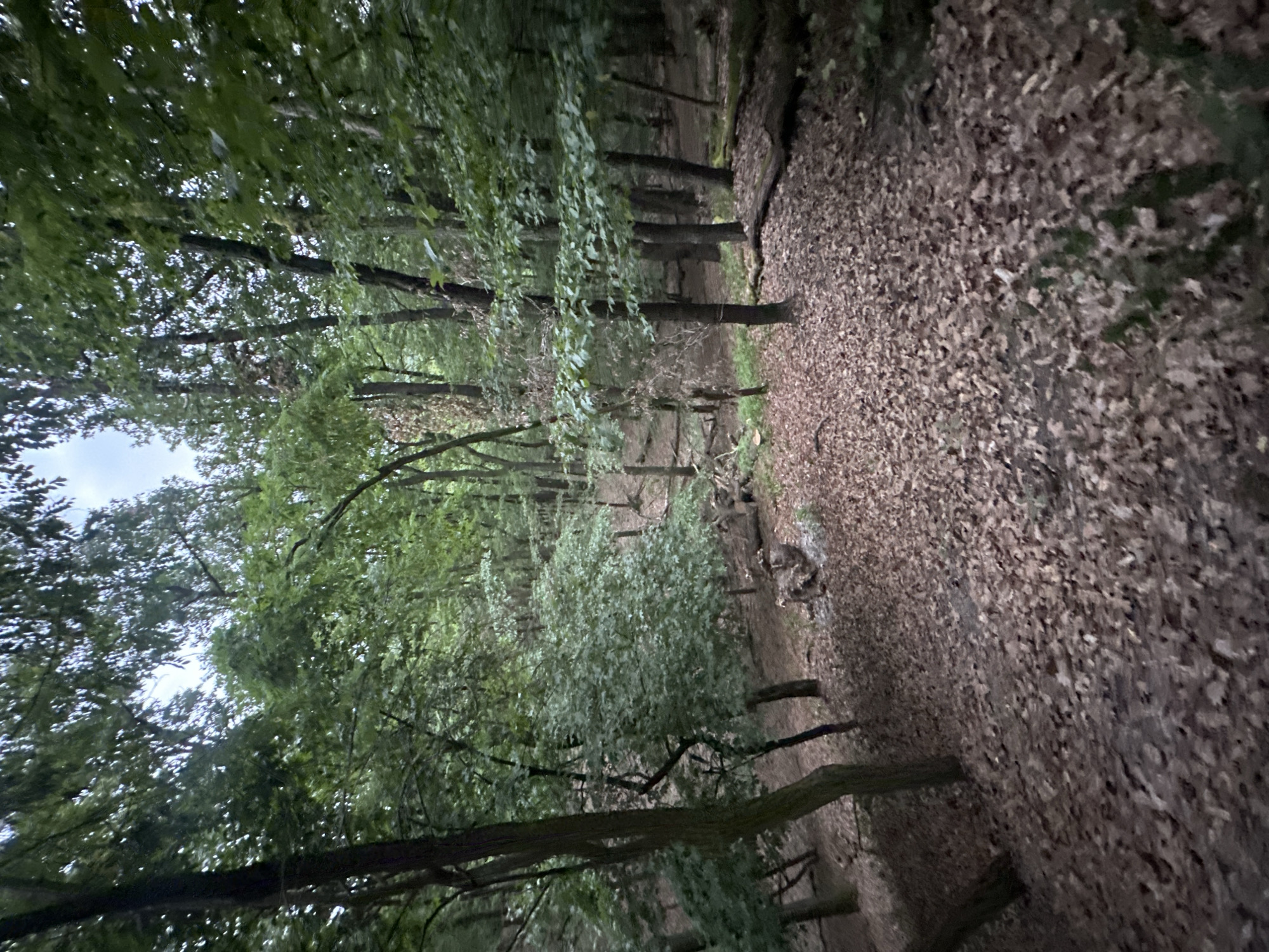 A dense forest scene is depicted, with a sloped ground covered in fallen leaves. Tall, slender trees with green foliage dominate the landscape. In the mid-ground, a cluster of rocks and some debris are visible. Several fallen logs are scattered throughout the forest floor. The overall lighting suggests it is either early morning or late evening, with the sky appearing overcast. The location is described as Unknown, Unknown, within a city.