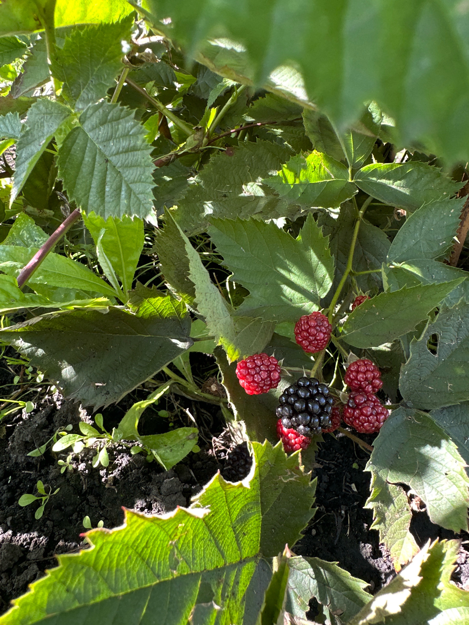 A close-up shot captures a blackberry bush with ripe fruit growing in the soil of Buinsk, Russia. The bush is lush with green leaves, some of which are illuminated by sunlight. Among the foliage, several blackberries are visible, some are deep black and ripe, while others are still red and developing. The ground beneath the bush is dark soil, with small green sprouts emerging. The image is composed to focus on the details of the berries and leaves, creating a natural and vibrant scene.