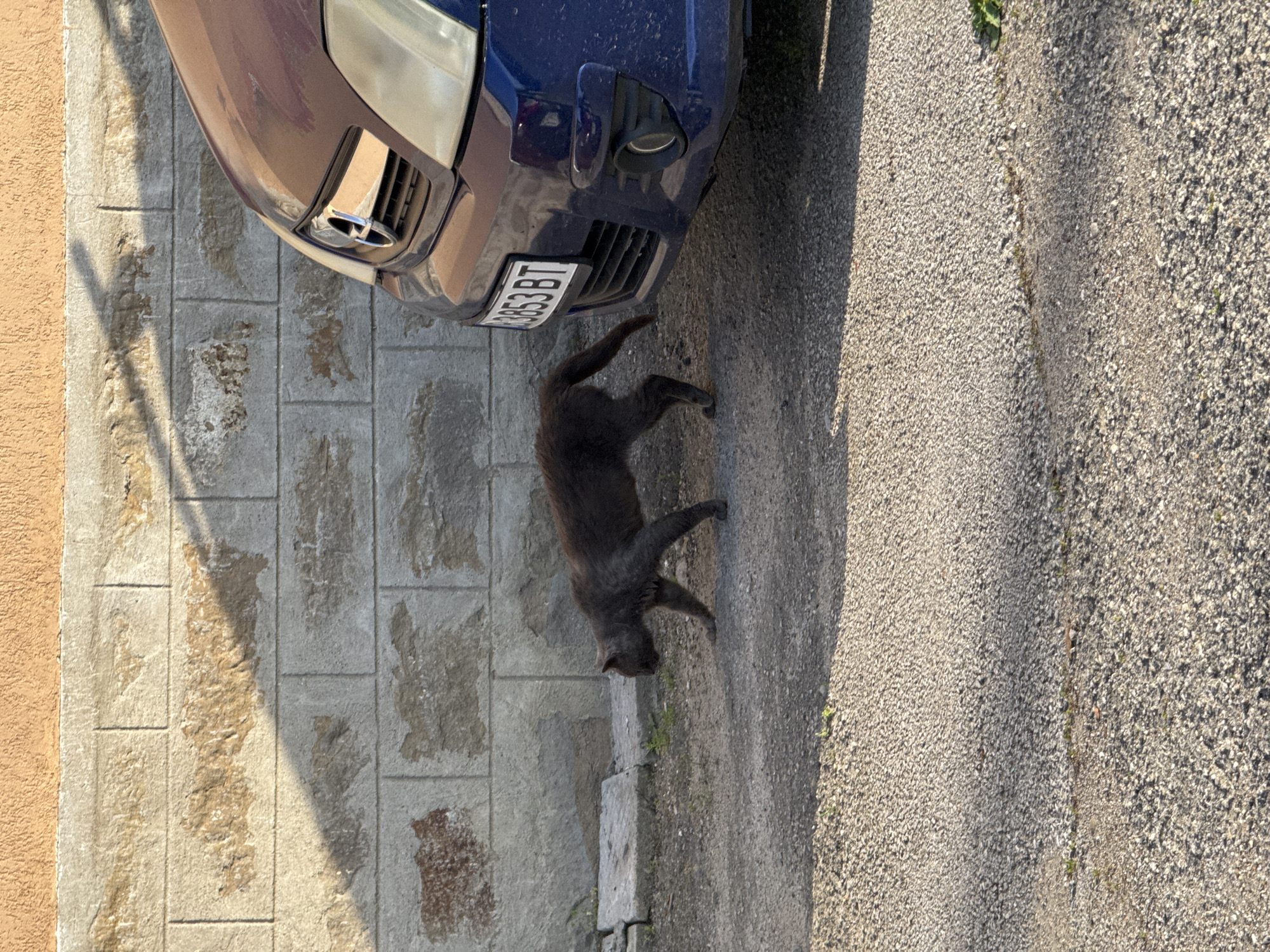 The image shows a dark gray cat walking under the front of a dark blue car. The car has a Bulgarian license plate reading "OB53BT". The cat is walking on a paved area of small gray stones. Next to the paved area is a brick wall with shadows cast on it. The area is presumably in Lovech, Bulgaria. There are no other visible people or subjects in the frame.