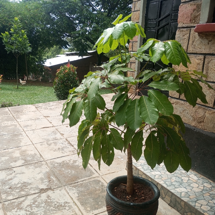 The scene depicts an outdoor residential or garden area within Mahiakalo ward, Kenya. A large potted plant, characterized by a light brown trunk and numerous dark green, ovate leaves, is positioned in a dark, textured pot on a tiled patio in the foreground and mid-ground. The patio is constructed from light-colored square concrete tiles, displaying visible wear and discoloration. To the right, a building wall faced with light brown rectangular stone cladding is partially visible, featuring a dark recessed window or door frame. Beyond the tiled patio, a maintained lawn extends into the background. Two white chickens are present on the lawn in the left-mid-ground. A dense green bush with reddish-orange new growth is centrally located on the lawn. Mature trees with extensive green foliage define the upper background, behind which a structure with a corrugated metal roof is partially visible. The scene is illuminated by natural daylight. No individuals are present, and no specific actions or interactions are discernible beyond the stationary objects and animals.