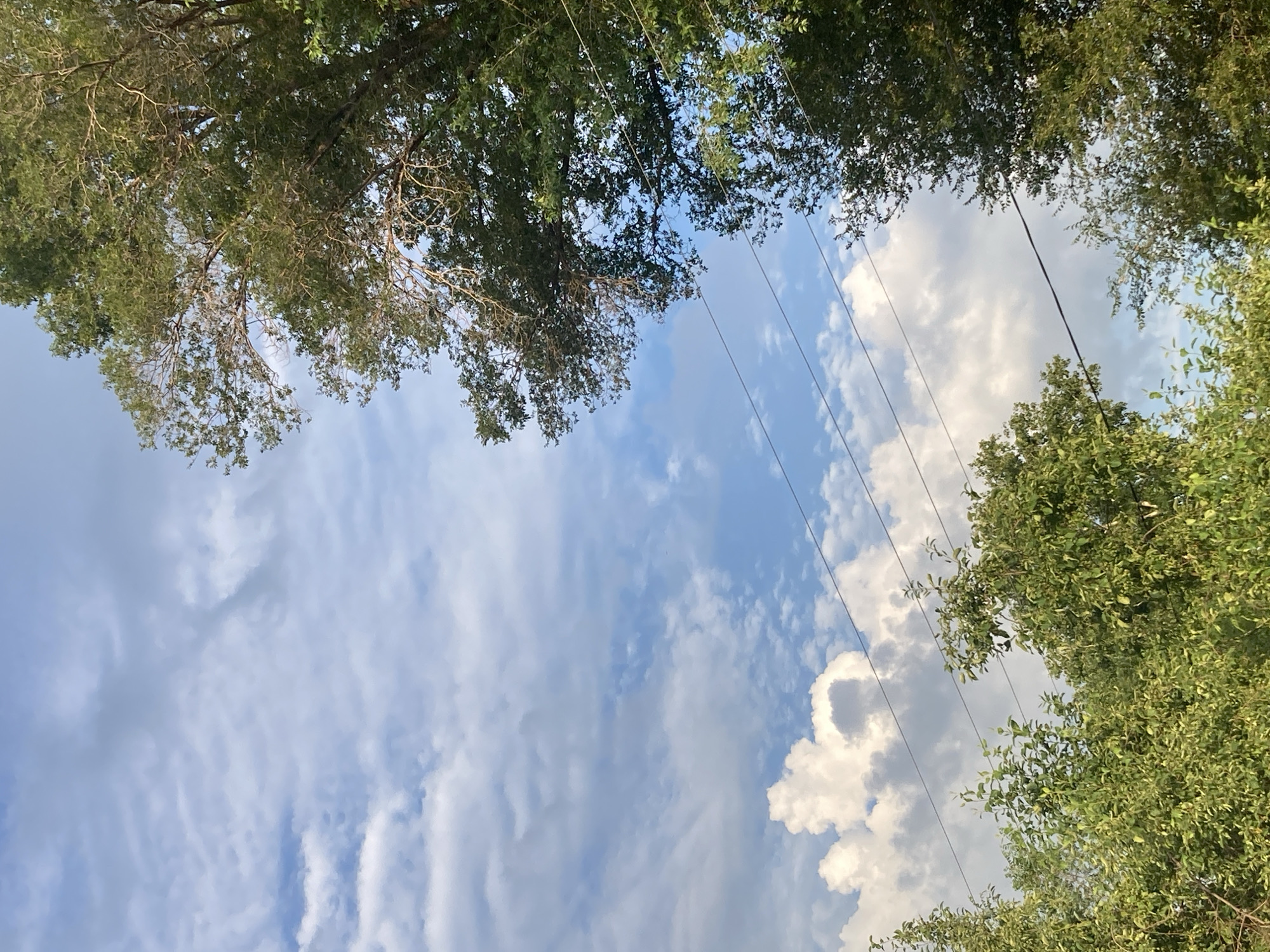 The image captures an upward view of a sky filled with fluffy white and wispy grey clouds against a vibrant blue backdrop. Power lines are visible, stretching diagonally across the frame, suggesting an outdoor setting with man-made infrastructure. Lush green trees frame the sky from the top and right sides of the image, their leaves catching the light. The presence of trees and clouds indicates a natural environment, possibly a park or a wooded area. The lighting suggests it is daytime, likely afternoon, with the sun illuminating the clouds and foliage. The image is taken from a low angle, looking up at the sky and tree canopy. There is no visible text in the image. The scene evokes a sense of peacefulness and the beauty of nature.