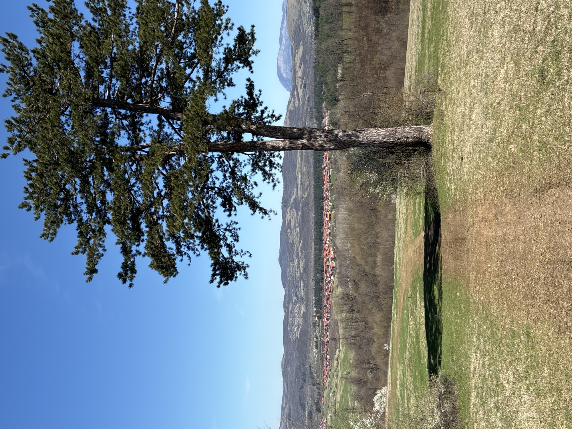 The image shows a landscape near Berkovitsa, Bulgaria. A large, mature tree with a thick trunk stands prominently on a hillside. The sky is clear blue. Below the tree, a field slopes downward, transitioning from green to brown in color. Beyond the field, a village stretches along the base of the hills, characterized by terracotta rooftops. Further back, the terrain rises into forested hills and mountains under a hazy sky. No people are visible in the image. The scene conveys a sense of rural Bulgaria, capturing the transition between agricultural land and natural terrain.