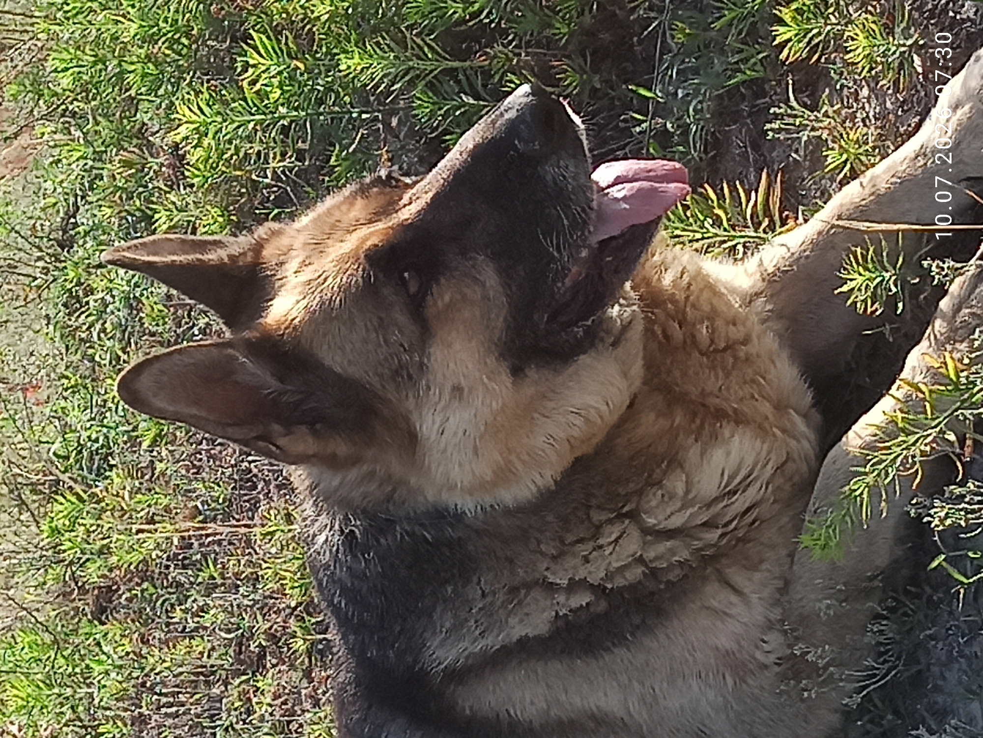 A medium shot, taken outdoors on a sunny day, shows a German Shepherd dog lying down in grassy terrain. The dog, facing right, has its mouth open and tongue hanging out. Its fur is a mix of tan, black, and grey. The background consists of dry grass and green foliage. A timestamp in the lower right corner reads "10.07.2023 07:30." The exact location in Myrotske, Ukraine is not specified in the image.