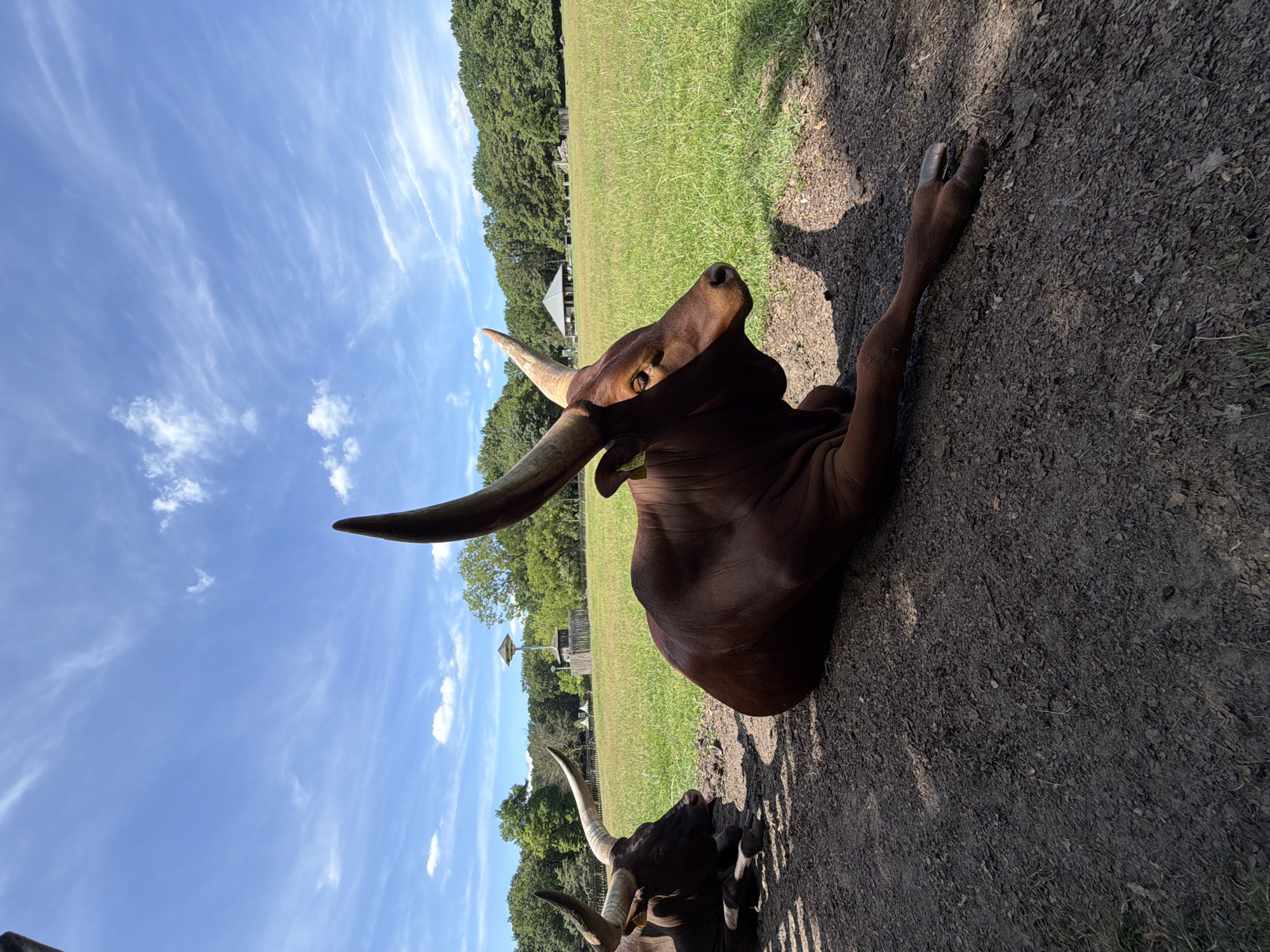 In this medium shot, an Ankole-Watusi bull is the primary subject, resting on the ground in a zoo or wildlife park. The bull is a rich brown color with distinctive, impressively long, curved horns that stretch outwards. Its head is turned towards the camera, and its eye is visible, giving it a watchful appearance.
The setting is outdoors with a bright, clear blue sky featuring wispy white clouds. In the background, a lush green field stretches out, bordered by a line of dense trees. Further back, a wooden structure resembling a small pavilion or shelter can be seen. The ground where the bull rests is a mixture of dirt and some scattered grass. The lighting suggests it is a sunny day, likely in the late morning or afternoon, casting distinct shadows.
Another Ankole-Watusi is partially visible in the foreground, its horns also prominent, suggesting the presence of more than one animal. The overall impression is one of a peaceful, perhaps lazy, moment for the bull, observed in its naturalistic enclosure. The image captures the impressive anatomy of the animal, particularly its horns, against a natural, sunlit backdrop. There is no visible text in the image.