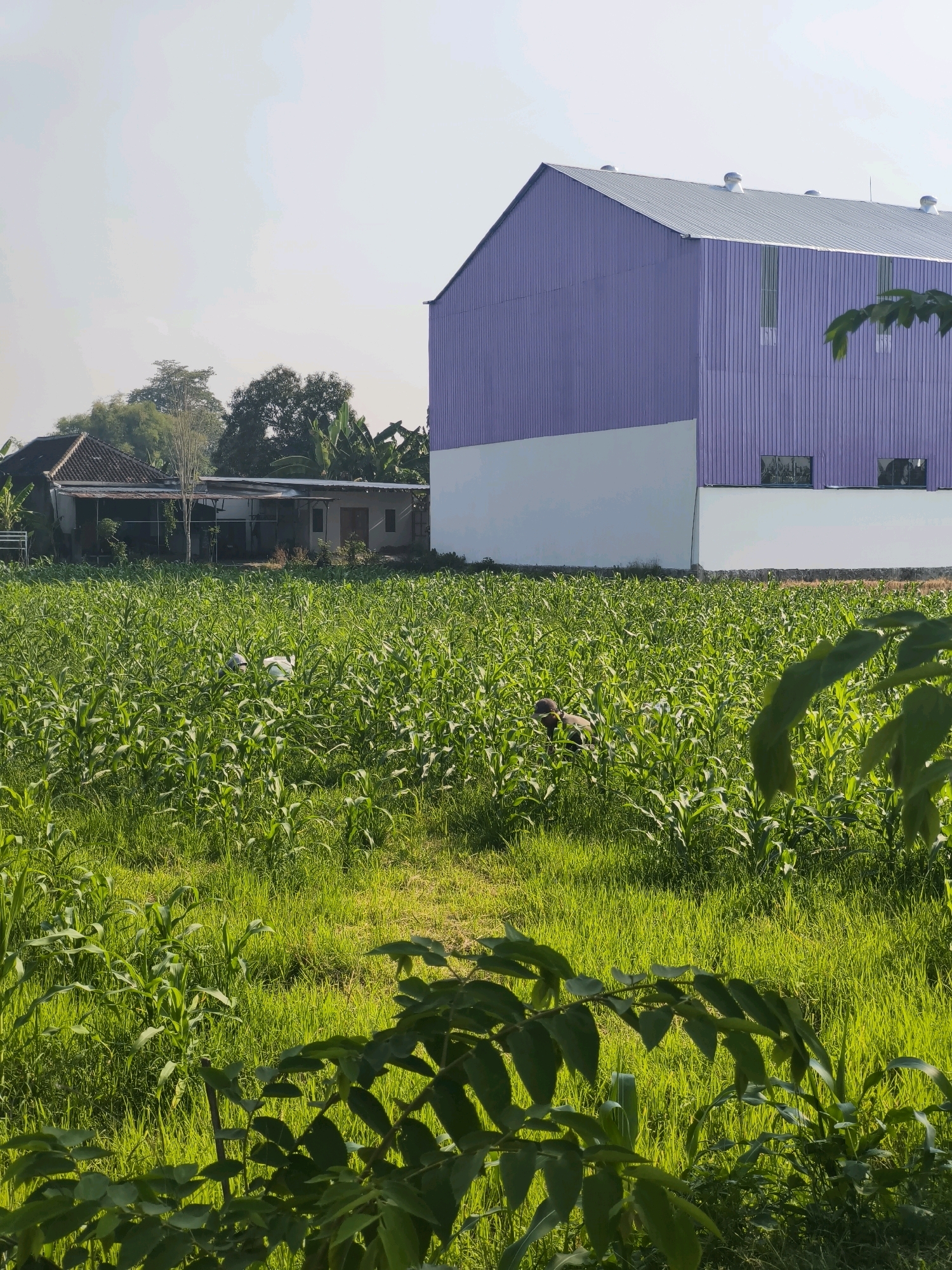 In Desa Dibal, Indonesia, a bright, sunny day illuminates a lush green field of young corn plants. In the mid-ground, a person is visible tending to the crops, partially obscured by the foliage. Behind the field, a large, modern building with a purple metal exterior and a silver metal roof stands prominently. The building features several white sections on its lower facade and a few windows. To the left of the building, a smaller, more traditional house with a dark tiled roof is situated, surrounded by trees. The foreground of the image is dominated by the vibrant green leaves of a plant, adding depth to the scene.