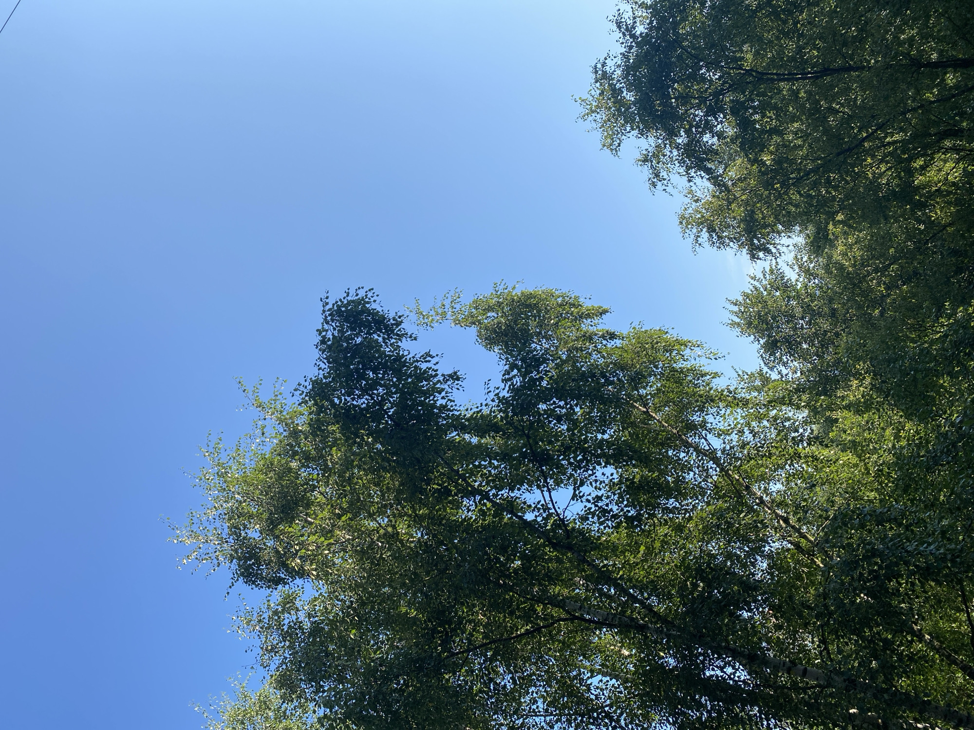 The image is a low-angle shot looking up at a bright blue sky. Lush green trees with dense foliage fill the bottom half and left side of the frame. The sun is casting light through the leaves, creating a dappled effect. No people or specific structures are visible, suggesting an outdoor, natural environment. The location is identified as Щит Снт, Russia.