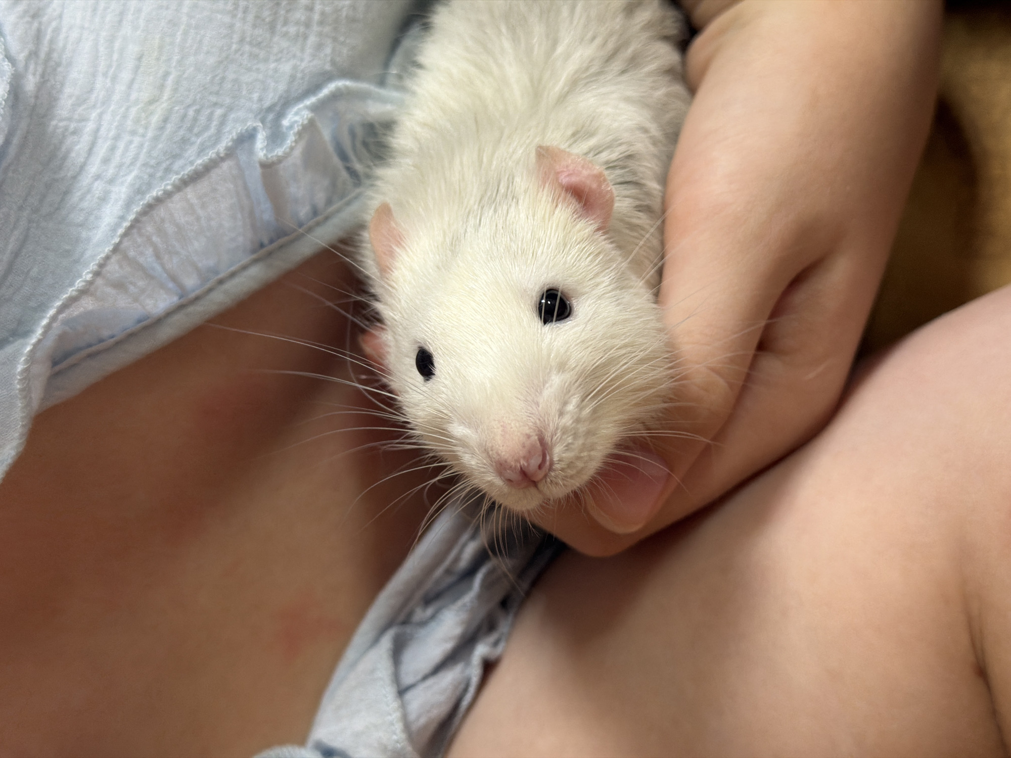 The image shows a close-up of a white rat being held in a person's hands. The rat is looking towards the camera with its whiskers prominent. The person is wearing a light blue ruffled garment. The background consists of skin tones and the fabric of the garment. The image is taken indoors, and no specific location in Dubovaya, Russia, can be identified from the visual information provided.