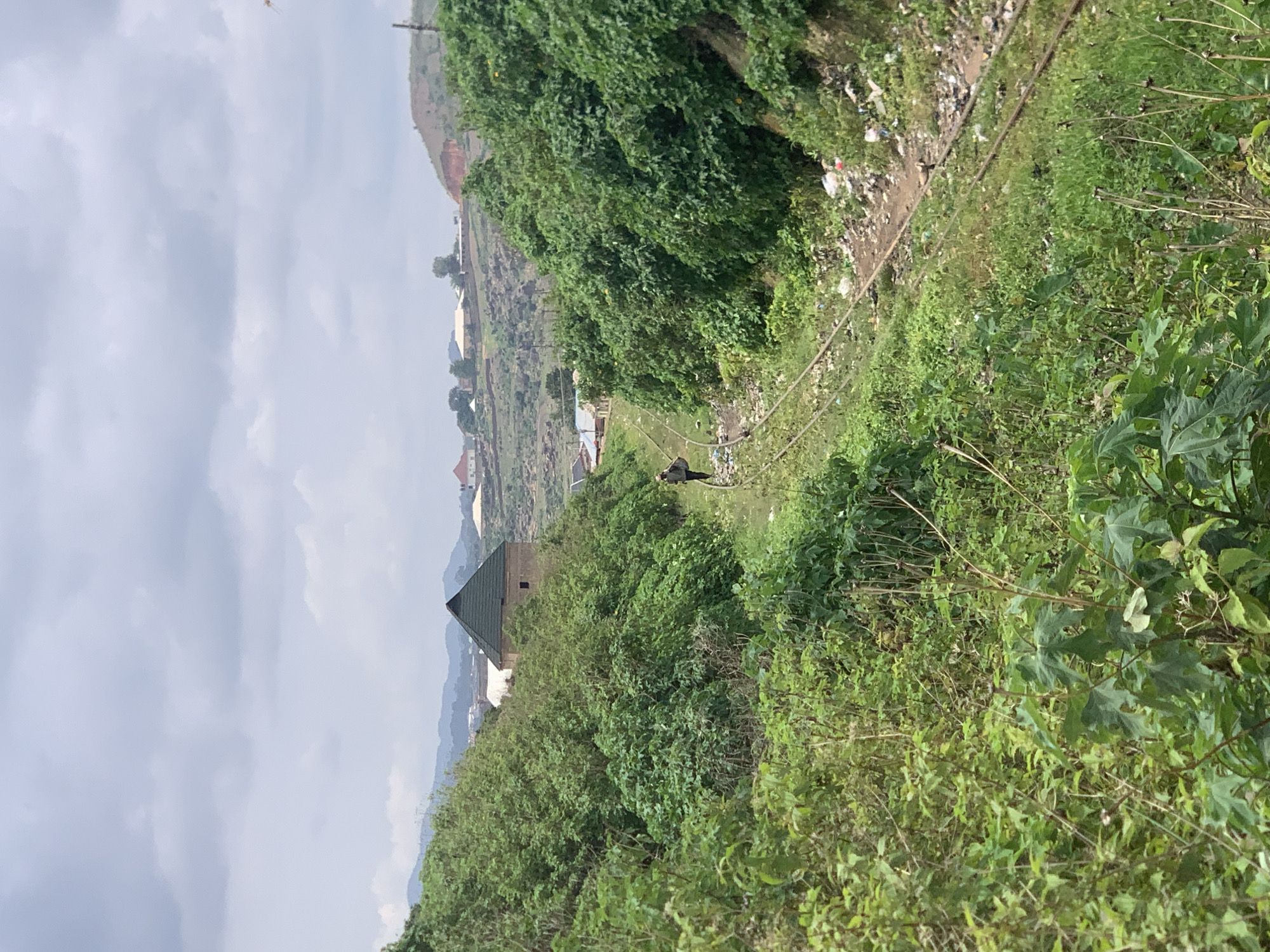 The image depicts a rural scene in Jos, Nigeria, featuring a winding set of train tracks cutting through lush green vegetation. A lone figure, seemingly a man with a bag slung over his shoulder, walks along the tracks. The surrounding landscape is characterized by dense foliage and rolling hills in the distance. A building with a distinct green, pyramidal roof is visible on a hillside amidst the trees. Scattered debris and litter are present along the side of the tracks, suggesting a less-maintained area. The sky is overcast, with a cloudy expanse dominating the upper portion of the frame.
