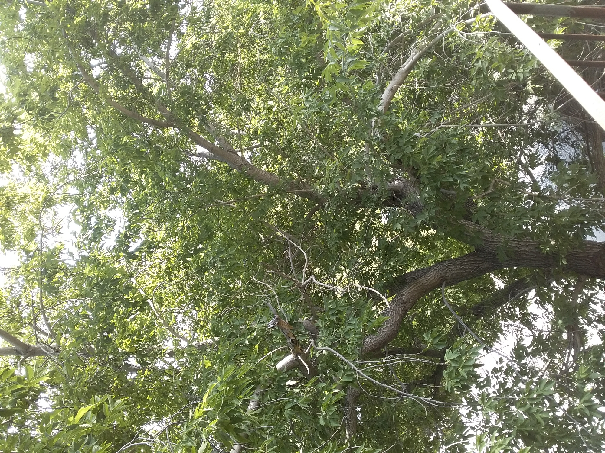 In the image, a close-up view of a tree with lush green foliage dominates the frame. The branches are thick and gnarled, with some thinner branches and twigs extending outwards. Sunlight filters through the leaves, creating dappled light. In the upper center of the image, a small bird with black and white markings is perched on a branch. The background is largely obscured by the dense leaves and branches of the tree, but the bright sky is visible through some gaps. A railing from a balcony or staircase is visible in the lower right corner of the image, suggesting an elevated vantage point. The overall impression is of a natural scene with an urban element. There is no specific information about the location in the city of Saran administration, Kazakhstan, visible in the image.