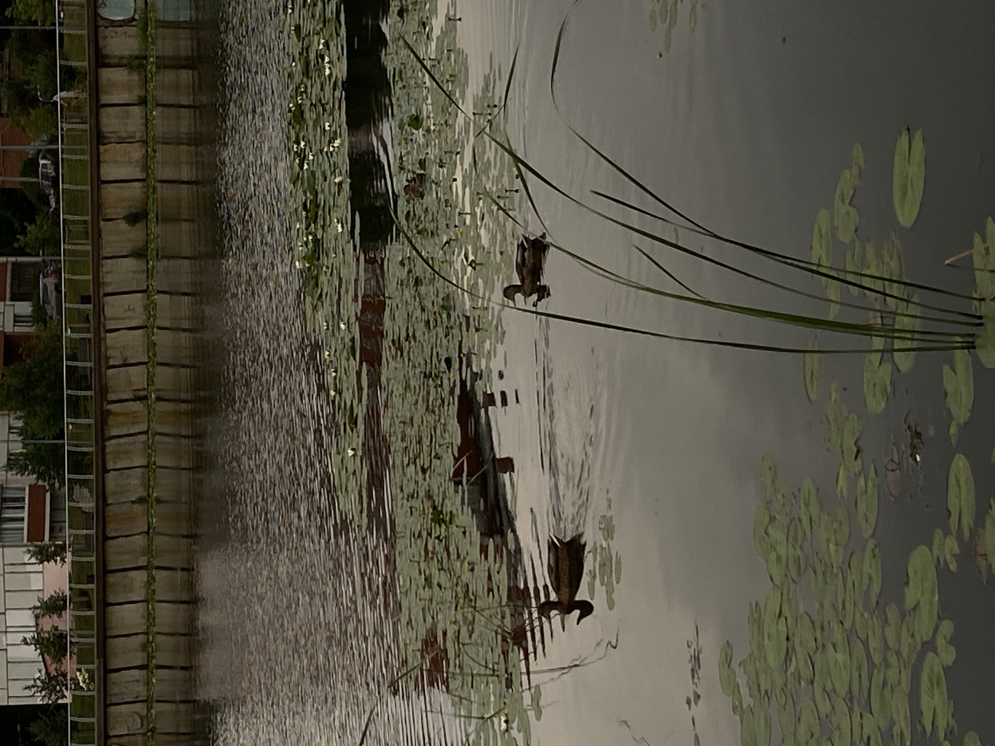 The image depicts a tranquil canal in Votkinsk, Russia, with a concrete embankment lining the far side. Lily pads dot the dark water, some bearing small white blossoms. Two ducks are swimming in the canal, creating ripples on the surface. Tall, slender green reeds grow in the foreground, partially obscuring the view of the water. Buildings and trees are visible on the bank beyond the embankment, suggesting an urban or suburban setting. The overall atmosphere is calm and serene, characteristic of a natural waterway within a populated area.