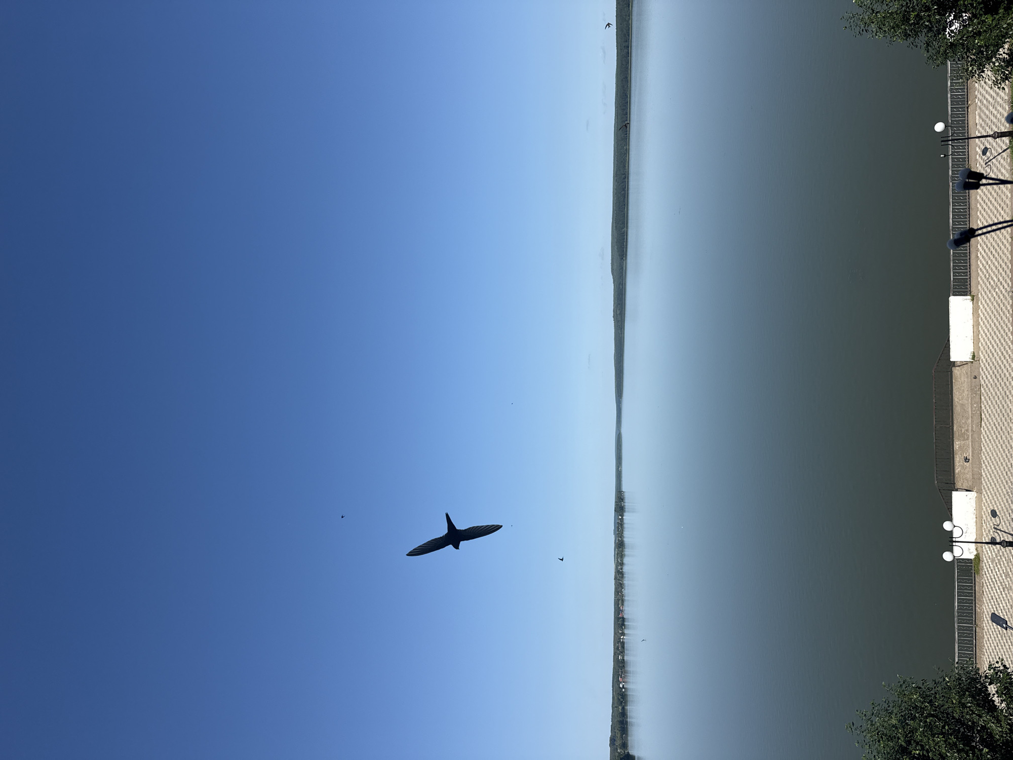A wide, calm body of water, likely a reservoir or river, dominates the foreground and middle ground of the image. The water's surface reflects the clear, bright blue sky, creating a seamless horizon line broken only by a distant, tree-lined shore. Several dark silhouettes of birds are captured in flight against the sky. One bird, larger and in sharper focus, is positioned in the upper left quadrant, its wings outstretched in a dynamic pose. Below it, a few smaller bird silhouettes are visible. The far shore is lined with a dense green forest, with hints of a small settlement visible along the waterline. In the bottom foreground, a paved walkway with a patterned tile design runs along the edge of the water. Several lampposts with white spherical lights stand along the walkway, and a railing separates the walkway from the water. Lush green trees frame the bottom left and right corners of the image. The overall impression is one of a serene natural landscape within or adjacent to an urban area. This scene depicts the Votkinsk Reservoir, a man-made body of water on the Kama River, located in the city of Votkinsk, Russia.
