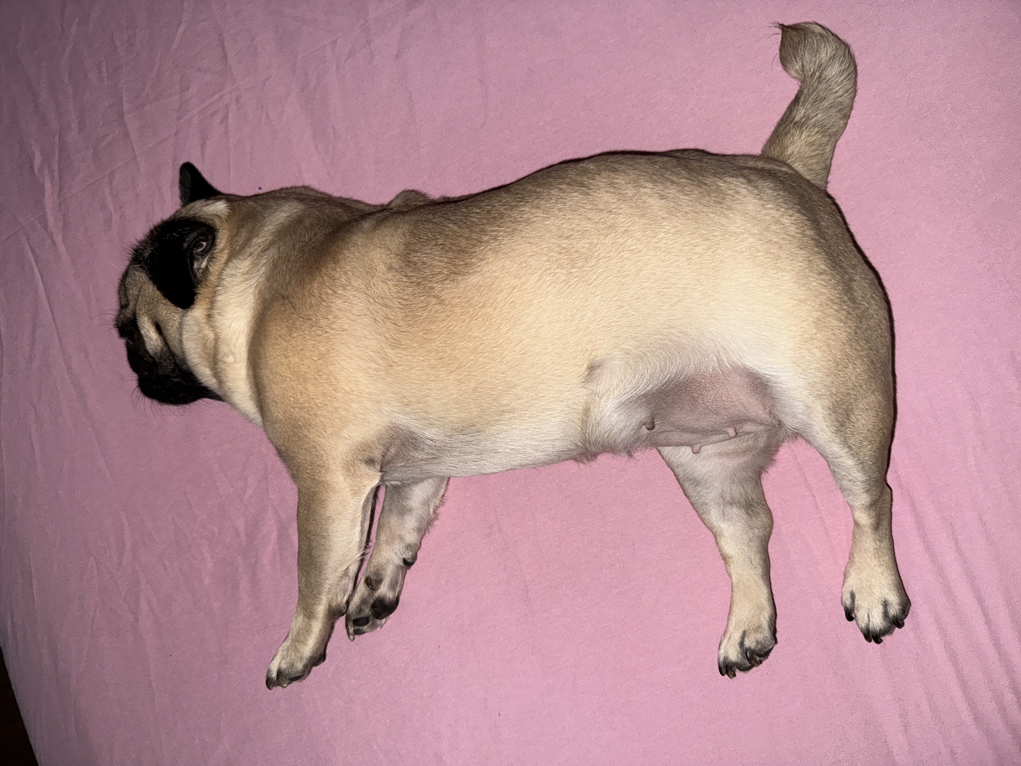 A light brown pug lies on its side on a pink surface. The dog's head, with black markings around the eyes and ears, is turned to the left. Its legs are extended, and its tail is curled upward. The background is a solid, light pink color.