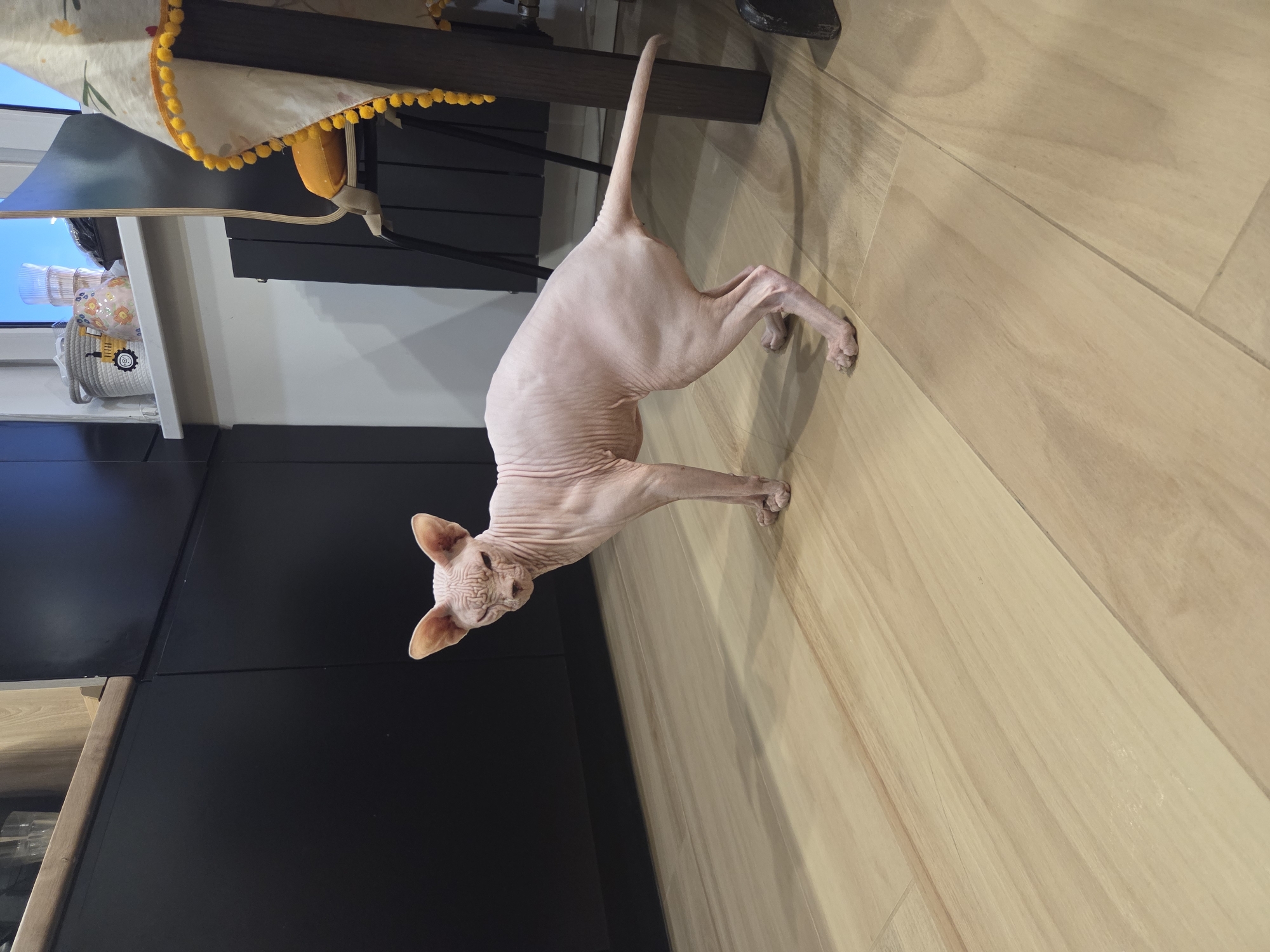 A hairless cat stands on a light-colored wooden floor in what appears to be a kitchen. The cat is pinkish-beige with visible skin wrinkles. It is facing towards the left of the frame with its head turned to look towards the camera. Its ears are large and prominent. In the background, a dark cabinet is visible on the left, and on the right, a table leg and a draped cloth with yellow pom-poms are present. A window with some items on the sill is also visible in the far background. The image does not contain any information about the location in Moscow, Russia.