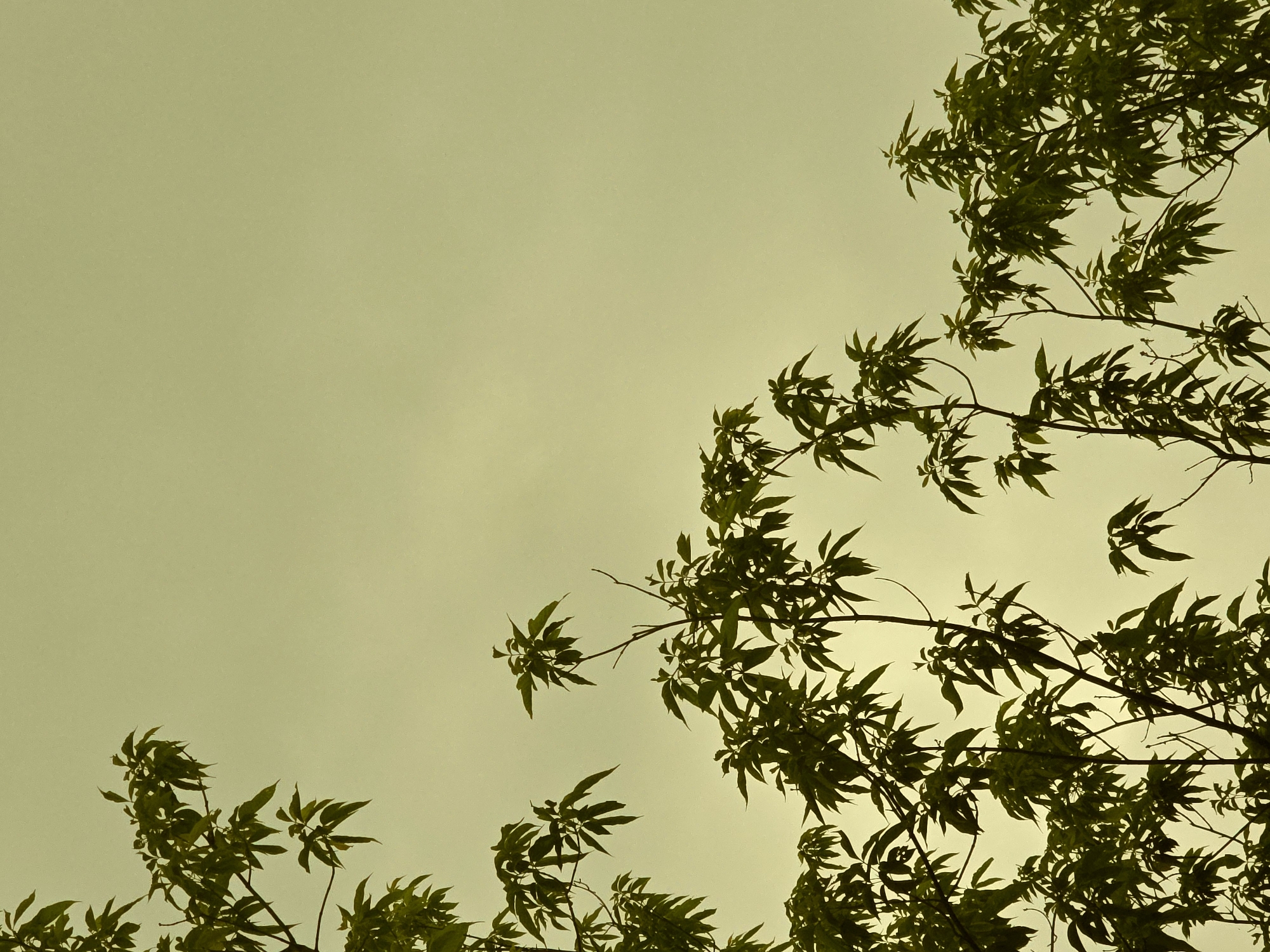 The image shows tree branches with leaves against a faded yellow sky. The branches are concentrated on the right and lower left of the frame, leaving a large open area on the left side. The location is unspecified, but the photo appears to be taken outdoors. No people, objects, actions, or interactions are apparent.