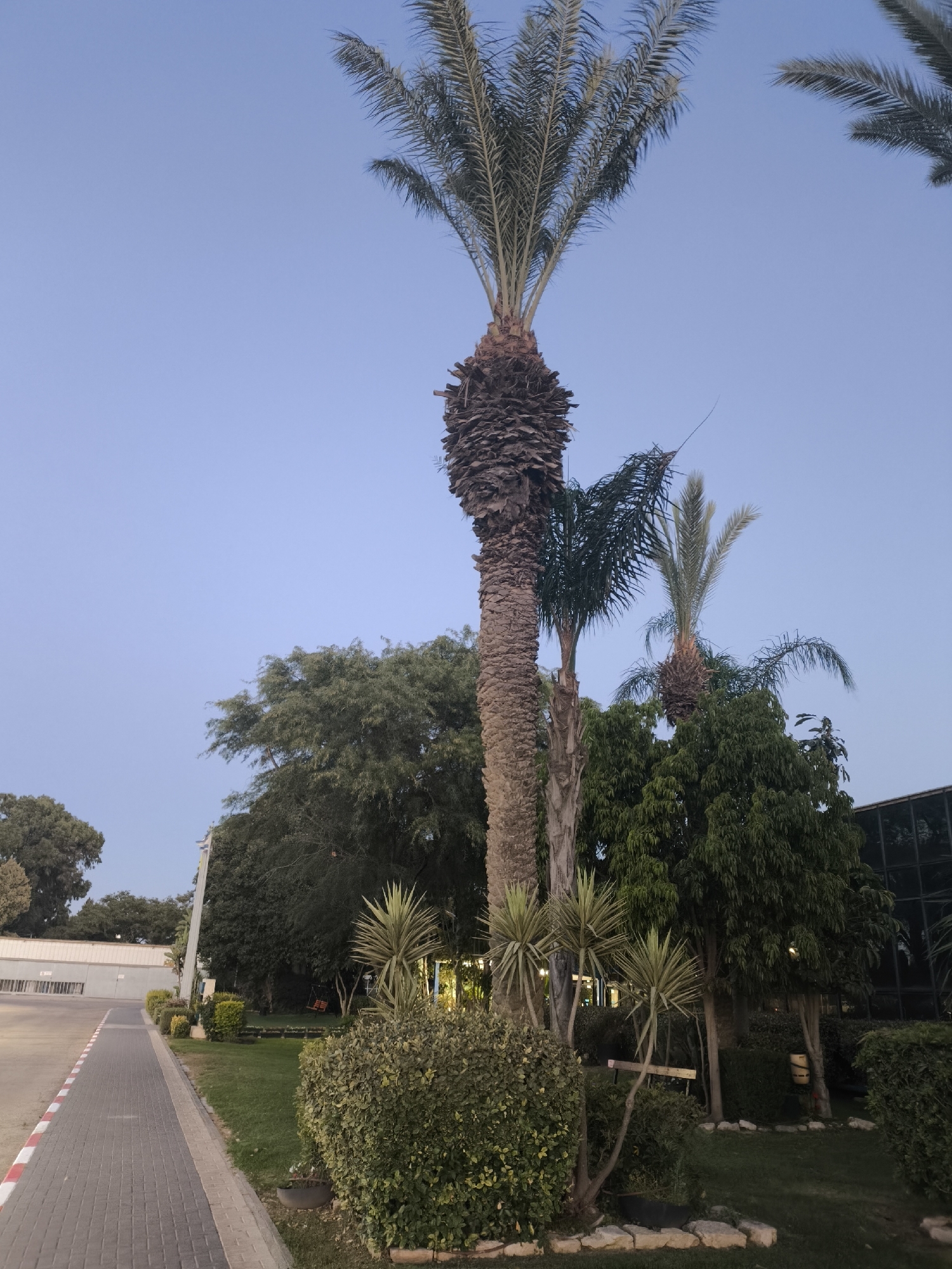 The image depicts a street scene in Dimona, Israel, at dusk. A paved walkway with red and white painted borders runs along the left side of the frame, leading towards a building in the distance. To the right of the walkway is a well-maintained grassy area with several palm trees and various shrubs. In the background, a modern building with dark glass windows is visible. The sky is clear and pale blue, suggesting the end of daylight. There are no people or vehicles present in the scene.