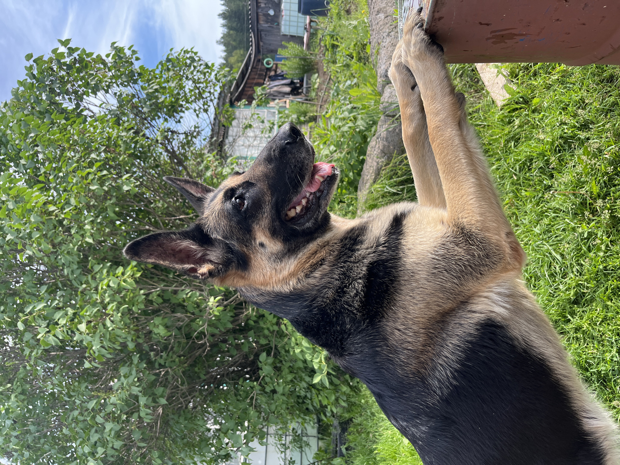 A German Shepherd dog, with black and tan fur, is positioned outdoors with its front paws resting on a large, reddish-brown barrel. The dog is facing to the right, with its mouth slightly open and its tongue visible, appearing to pant. Its ears are erect, and its gaze is directed away from the camera.
The environment surrounding the dog is grassy and appears to be a yard or a rural setting. Behind the dog, a dense green tree with many leaves dominates the upper left portion of the frame. Further in the background, there are wooden structures, possibly sheds or outbuildings, with clothing hanging on a rack. In the distance, a line of dark green trees is visible against a partly cloudy blue sky. The overall scene suggests a sunny day in a somewhat rustic, outdoor location. The provided information states the location is Nizhny Tagil, Russia.