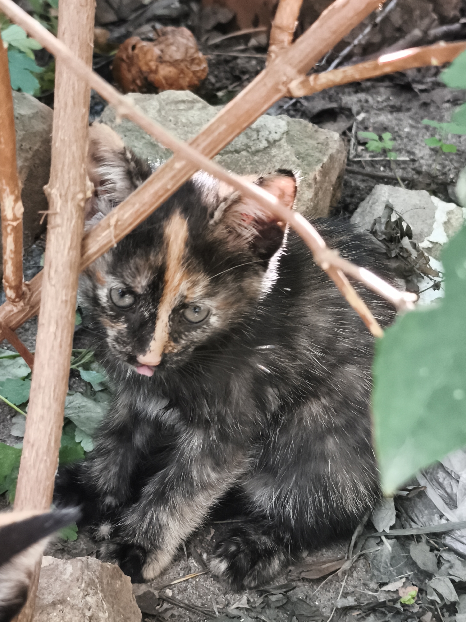 The image shows a close-up, eye-level view of a tortoiseshell kitten sitting on the ground amidst rocks and dry leaves. The kitten is looking directly at the camera with its tongue slightly sticking out. Its fur is a mix of black, brown, and orange patches, with lighter fur on its face. The background consists of various rocks, some small green leaves, and twigs. The lighting appears to be natural, suggesting it was taken outdoors. The image does not provide any information about the city of Lutsk, Ukraine, or any specific location within it.