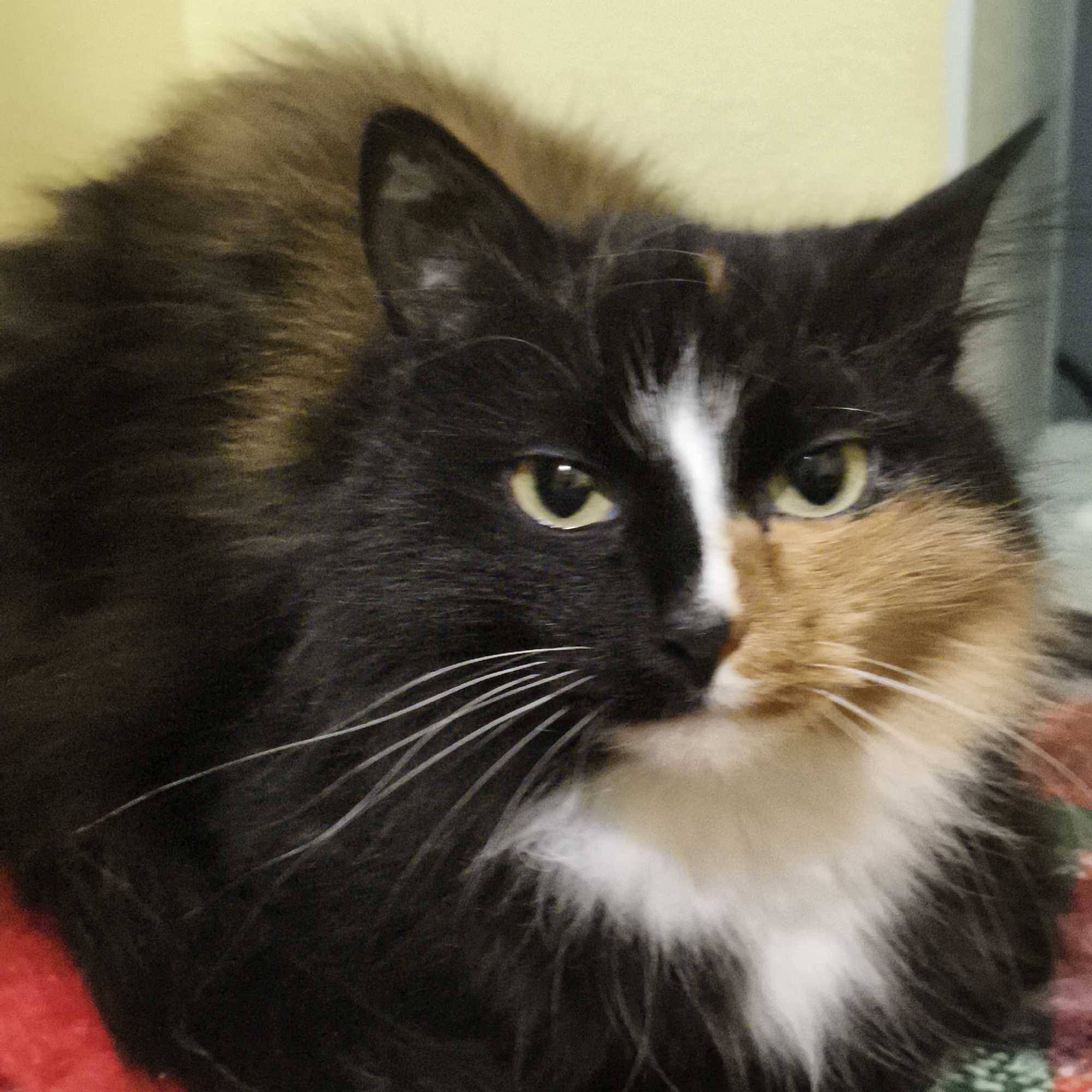 A close-up portrait captures a long-haired calico cat indoors, in Chaikovsky, Russia. The cat's fur features distinct patches of black, orange/tan, and white, with a prominent white stripe bisecting its face and a fluffy white chest. Its eyes are a vivid yellow-green, and numerous long white whiskers extend from its muzzle. The cat looks directly towards the viewer with an alert yet calm expression. It is resting on a textured red and green patterned fabric, likely a blanket or cushion. The background is softly blurred, showing a pale yellow wall behind the cat's head and a darker, indistinct object or wall to the right. The image has a slightly grainy quality. No text is visible.