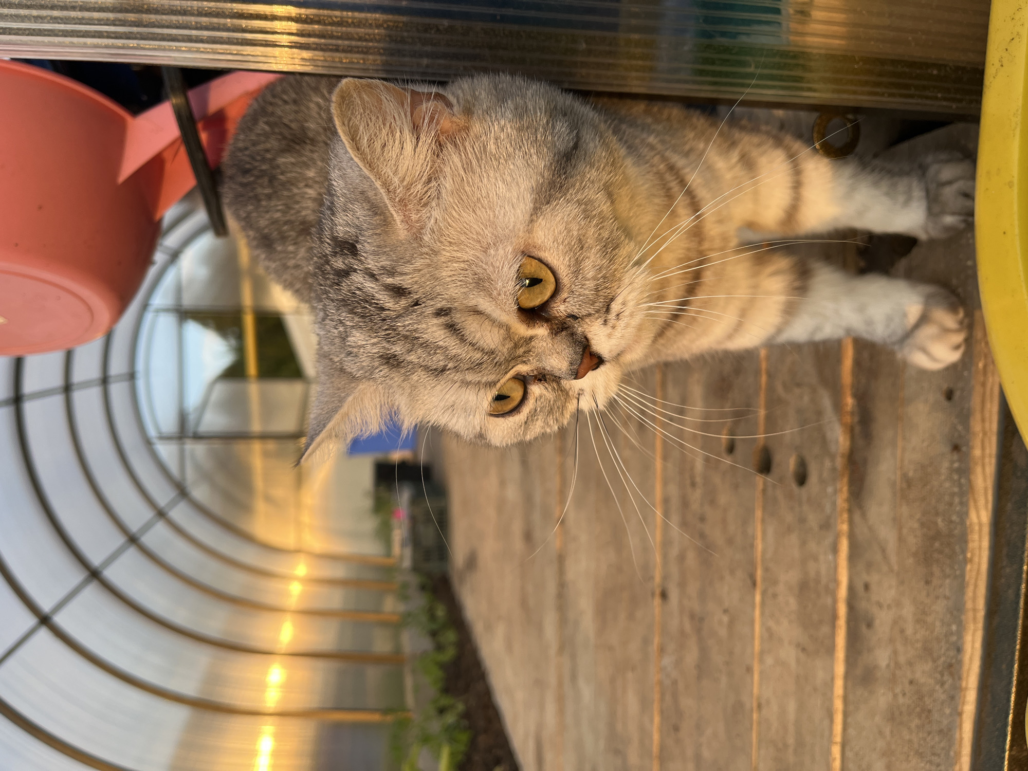 A gray tabby cat with yellow eyes is lying down on a wooden surface in what appears to be a greenhouse. The greenhouse has a curved roof made of translucent material, and there are plants visible in the background. A pink watering can is partially visible in the upper left corner. The location of the image is not discernable.