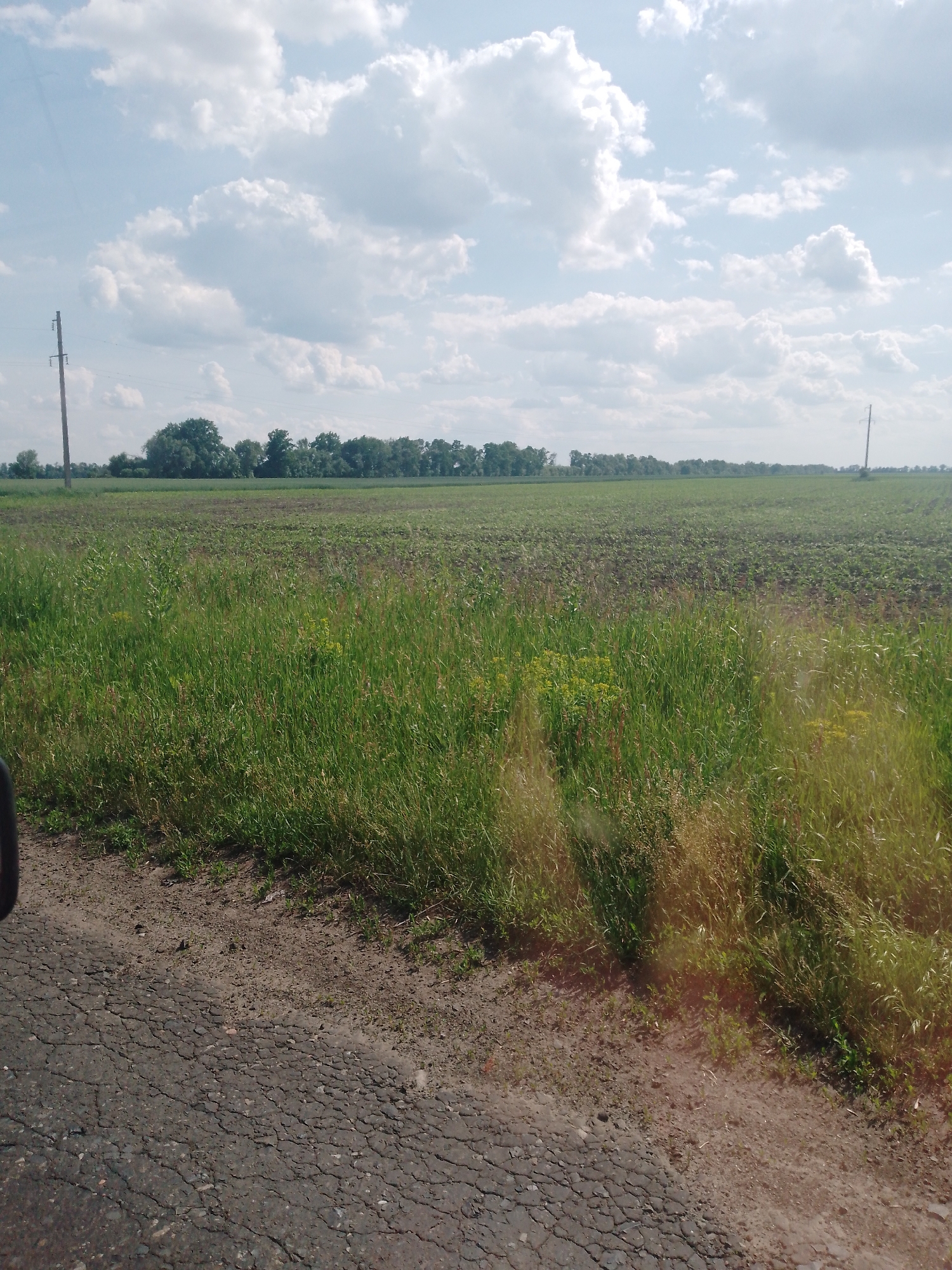 The image displays a rural landscape situated in the vicinity of Ruda, Ukraine. The sky is light blue with scattered white cumulus clouds, indicating fair weather conditions.
A distinct horizontal treeline, composed of dense dark green foliage, extends across the mid-distance, separating the sky from agricultural fields. These fields, visible in the midground, contain young green crops planted in visible rows, with dark brown soil between the plants.
Two utility poles are present: one dark brown wooden pole stands vertically on the left side of the midground, and a second, lighter-colored pole is visible further in the distance on the right.
The foreground features a cracked asphalt road on the left, displaying numerous fissures and a dark gray coloration. Adjacent to the road on the right is a light brown dirt shoulder. Beyond the dirt shoulder, there is a dense growth of tall grass, predominantly green with some drier, yellowish-brown patches, and interspersed yellow flora. A dark, indistinct object is partially visible on the extreme lower left edge of the frame. No individuals, animals, or specific actions are depicted within the scene.