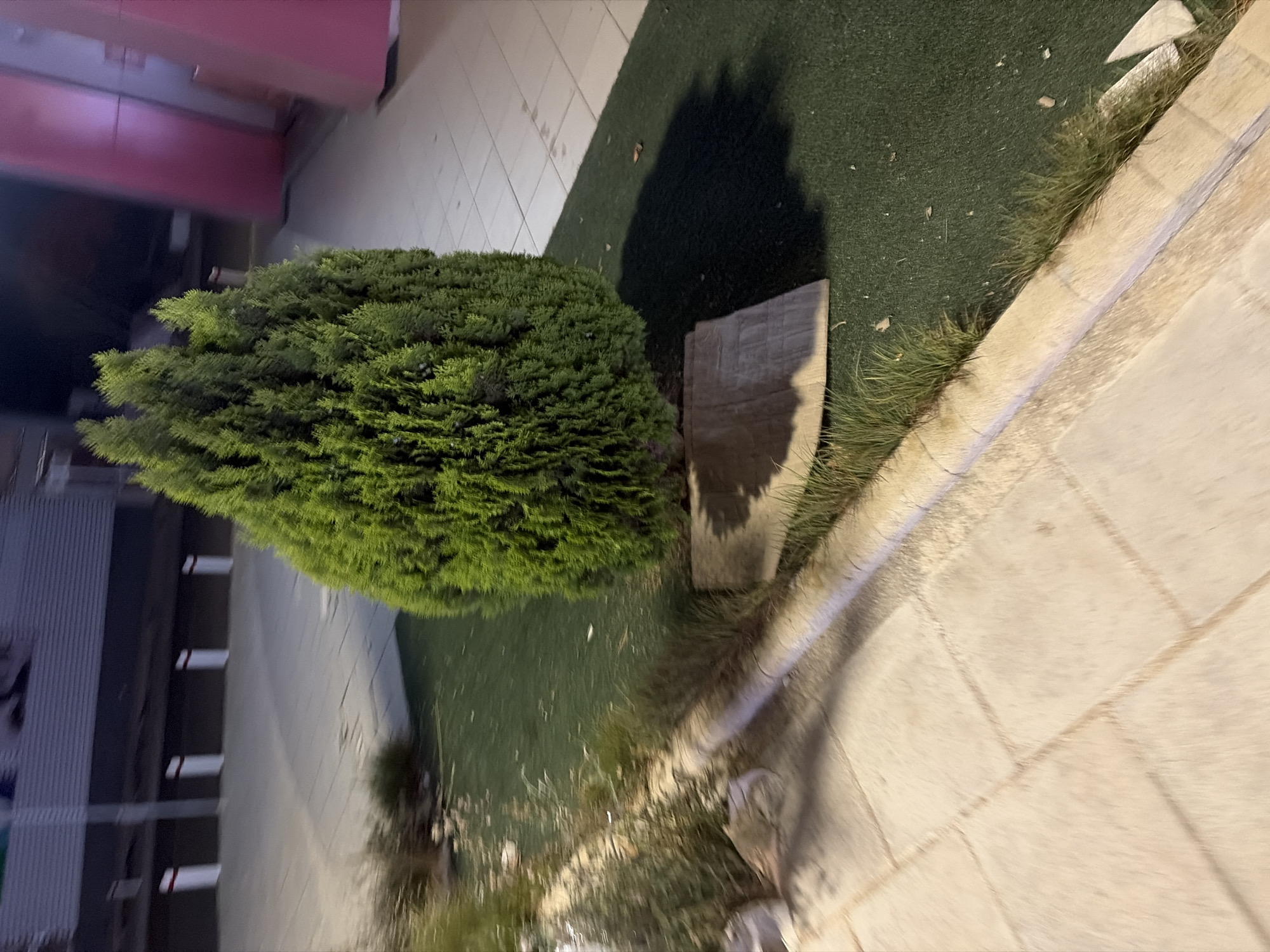 An evergreen conical tree is planted in a patch of artificial green turf, possibly an area for outdoor seating or decoration, on a paved surface. The tree is surrounded by a thin layer of grass. A light-colored concrete border separates the turf from a light-colored tiled walkway. In the background, a dark building with horizontal lines is visible, along with several white bollards with red accents. To the right of the tree, a pink structure is partially visible. The scene appears to be an outdoor urban environment in Agios Athanasios Municipality, Cyprus, likely a public space or commercial area. The lighting suggests it is either dusk or nighttime.