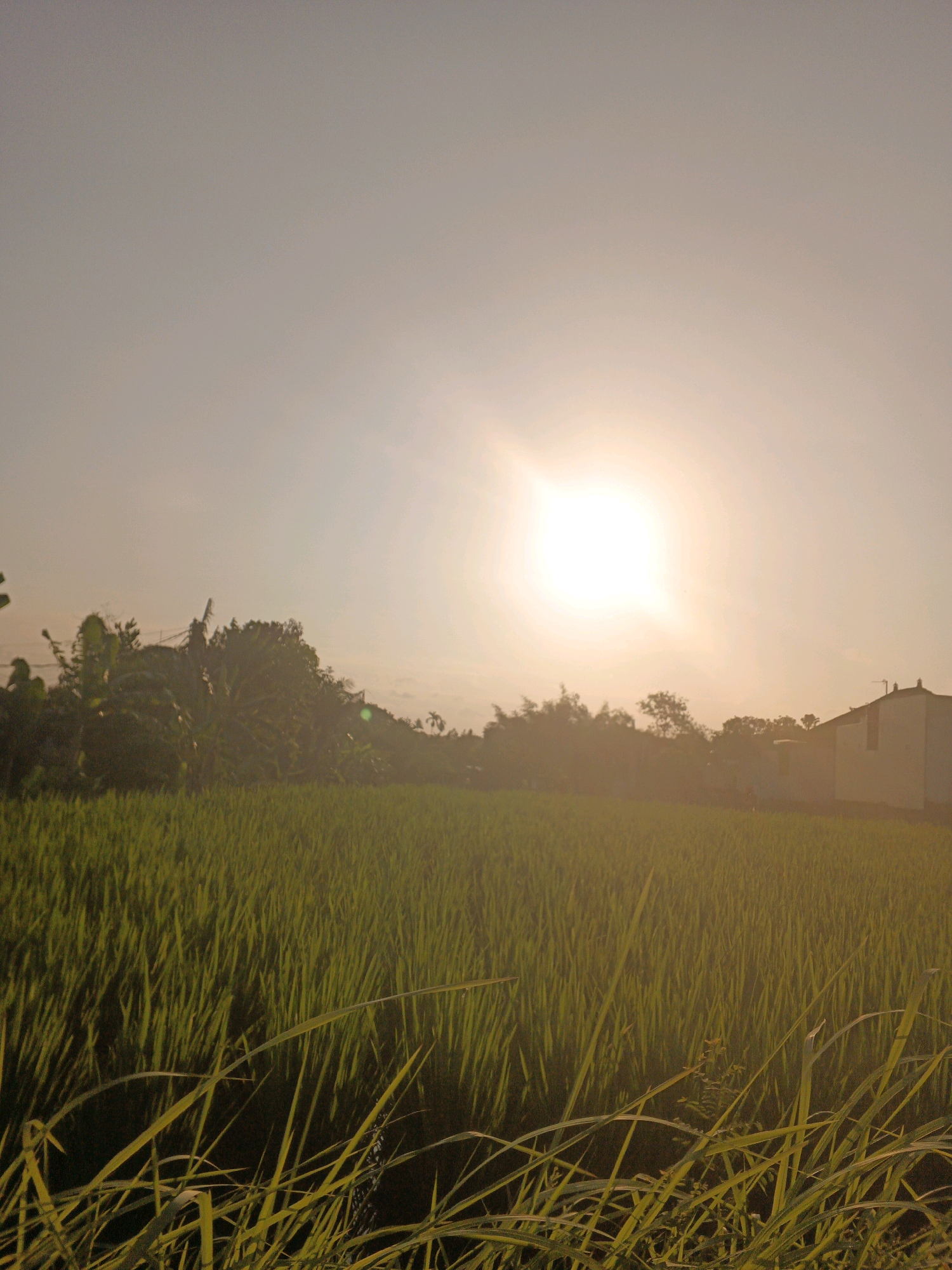 The image depicts a serene landscape scene at sunset in Sukawati, Indonesia. The foreground is dominated by lush green rice paddies, with tall stalks of rice catching the warm, golden light of the setting sun. In the middle ground, a dense cluster of trees, possibly including banana trees, forms a dark silhouette against the bright sky. A small building, appearing to be a house, is visible on the right side of the frame, with its light-colored walls illuminated by the fading sunlight. The sky is a soft gradient of pale yellow and orange, with the sun, a brilliant orb, positioned in the upper center of the frame, casting a gentle glow over the entire scene. The overall impression is one of tranquility and natural beauty.