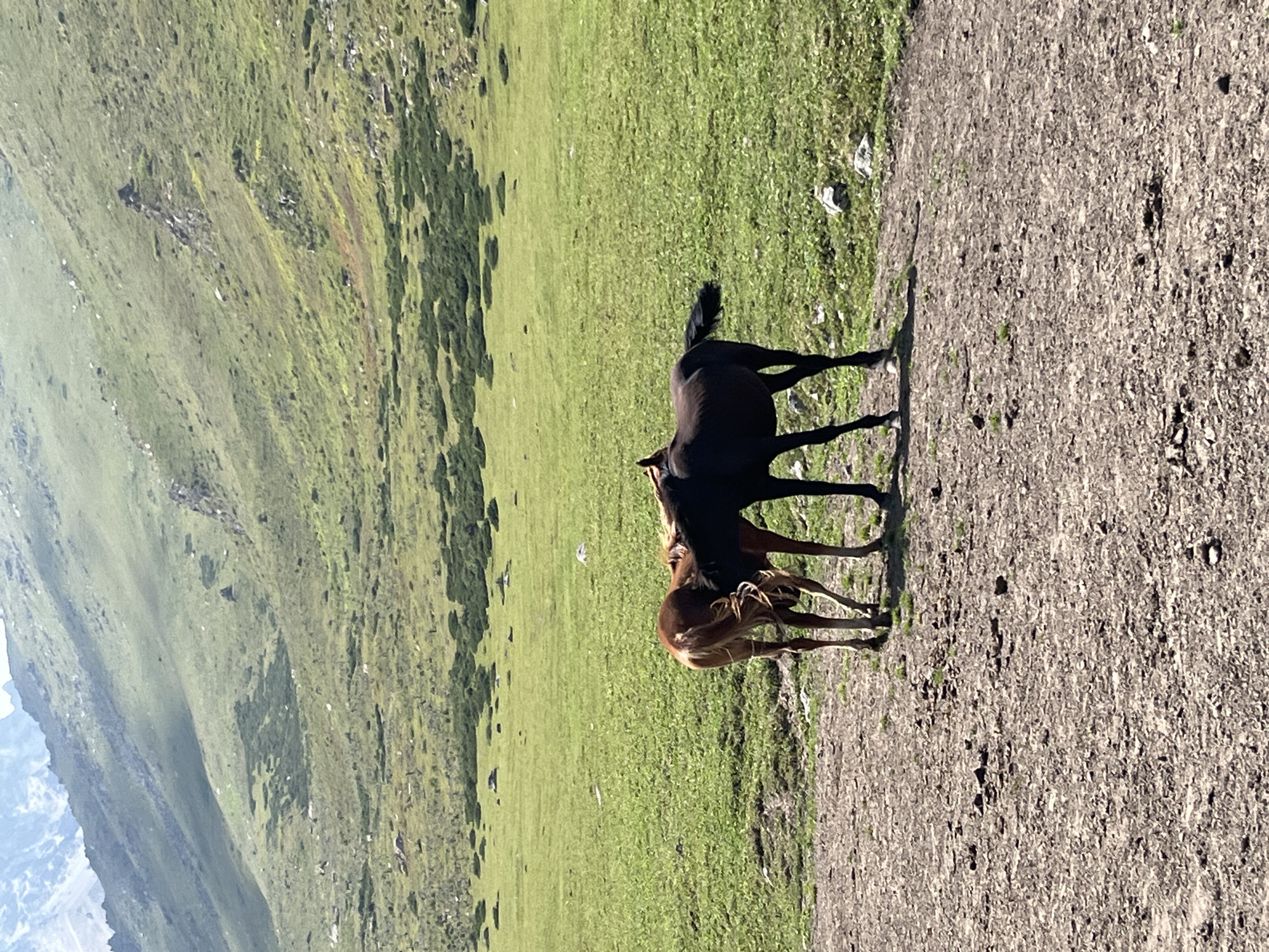 Two horses, one brown and one dark brown, stand close together in a grassy, mountainous landscape. The brown horse has its head lowered, appearing to nuzzle the dark brown horse. The dark brown horse stands slightly behind and to the right of the brown horse. Both horses are facing towards the left. The ground in the foreground is a dry, dirt path with scattered stones. In the background, a vast, green, and hilly area stretches towards a mountain range. The sky is visible at the top of the image, with some clouds. This scene is located in the city of Karagai Bulak, Kyrgyzstan, a region known for its natural beauty and mountainous terrain.