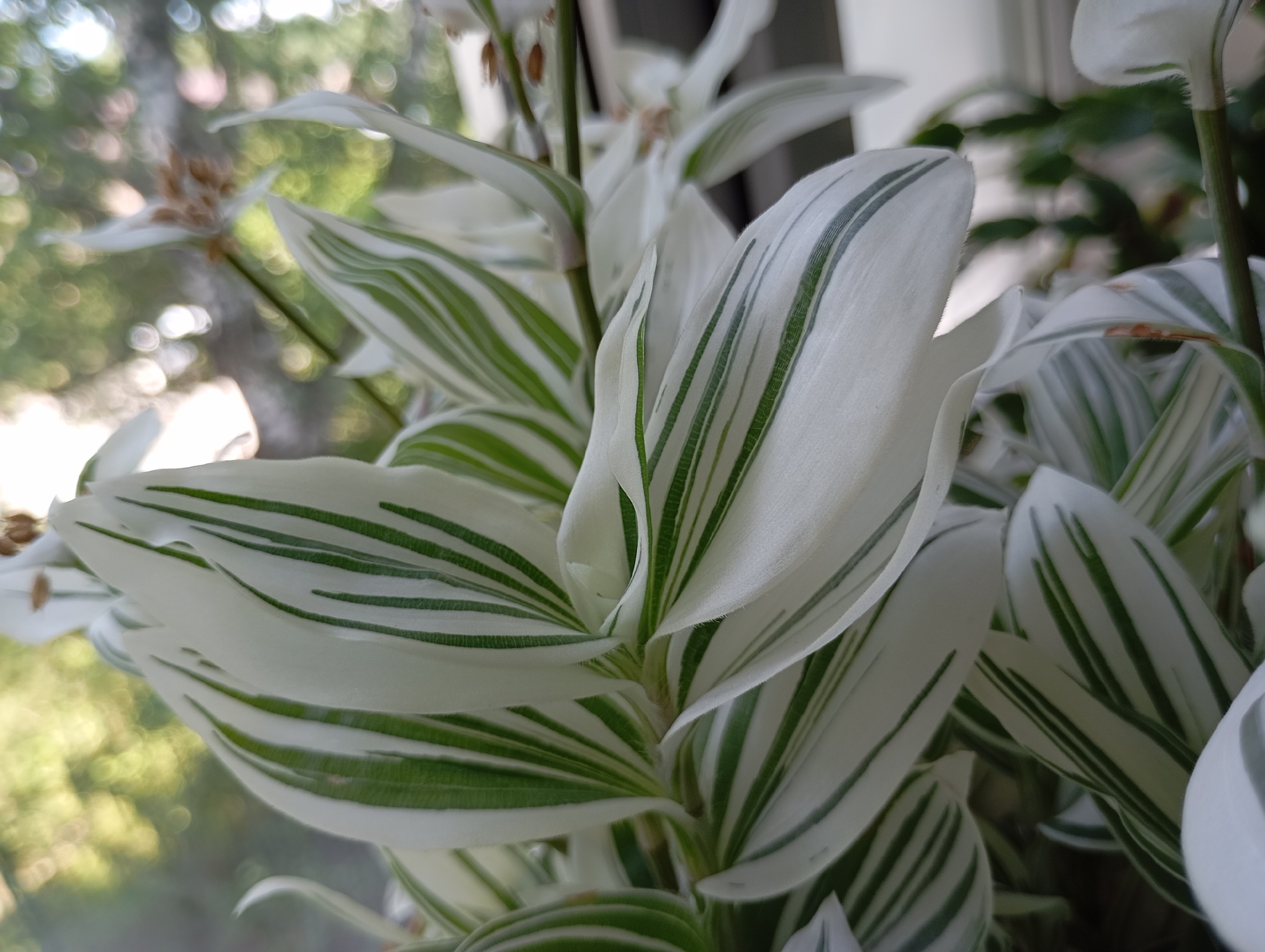 A close-up, eye-level shot focuses on the variegated leaves of a plant. The leaves are predominantly white with prominent, irregular green stripes running lengthwise. Some leaves are tightly furled, while others are unfurled and gently curved. A thin, vertical stem is visible at the center-right. The background is heavily blurred, showing out-of-focus bokeh lights and greenery, suggesting an outdoor or window setting. The image does not depict any people, actions, or interactions. The location in Chaikovsky, Russia, is not discernible from the visual information provided.