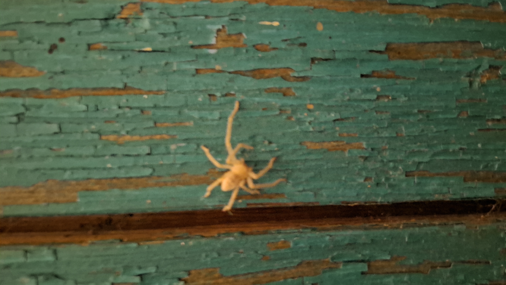 A small, pale yellow spider with long legs is positioned on a weathered, peeling teal-colored wooden surface. The wood appears to be part of an exterior structure, possibly a door or wall, with visible grain and areas where the paint has flaked off, revealing a darker, possibly brown, underlayer. The spider is in focus, with its legs spread out, appearing to be stationary or in the process of moving. The background is a blurred continuation of the same wooden texture. There are no other discernible objects or individuals present in the frame. The location of Шұбарсу, Kazakhstan, is not visually represented in the image itself.