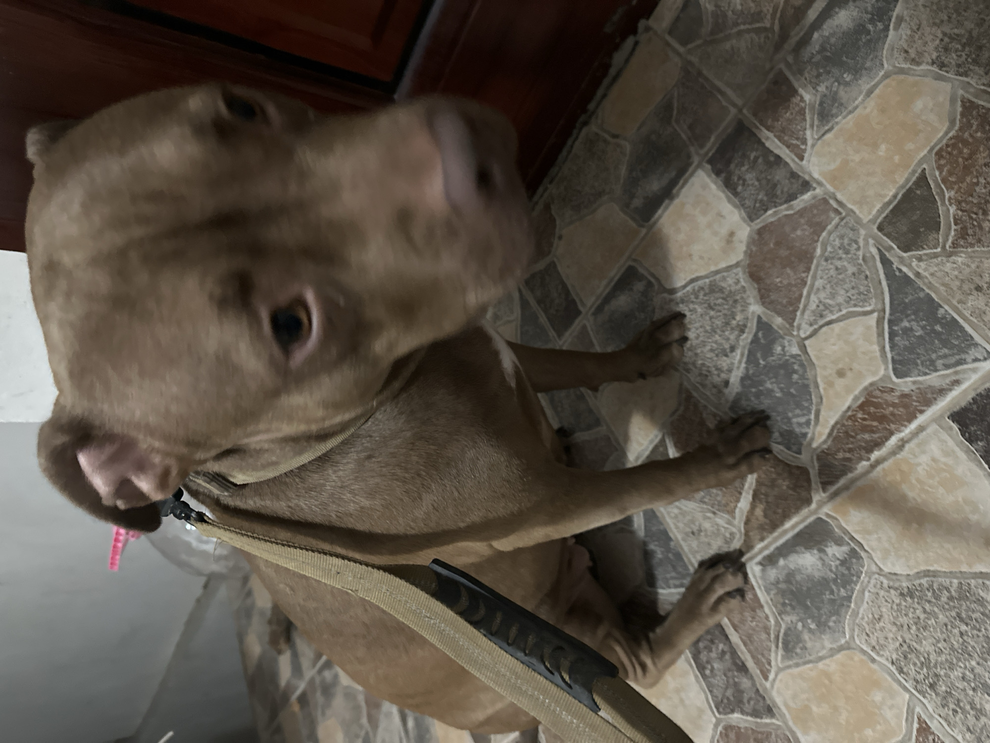 A brown pit bull dog is sitting on a multi-colored tiled floor. The dog is wearing a beige collar and a beige leash with a black handle is attached to the collar. The dog's head is turned to its right and its eyes are looking downwards. The background is out of focus, but appears to be an indoor setting with a grey wall and a dark wooden door. There is no indication of the location being in Malevo, Bulgaria.