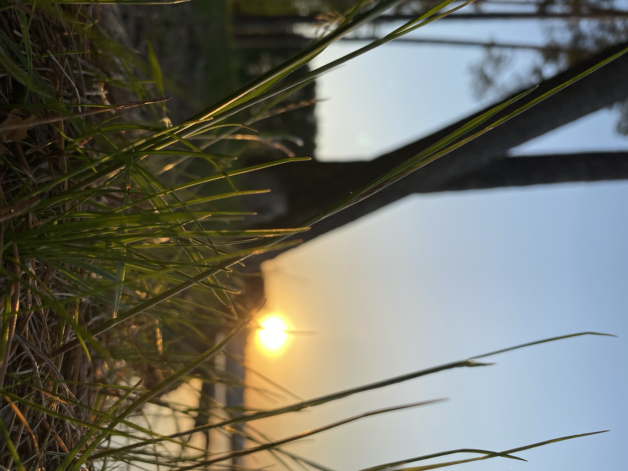 The image depicts a sunset viewed from ground level, with blades of green grass in the foreground. The sun appears as a bright, golden orb, partially obscured by the grass. The sky transitions from a pale yellow near the sun to a light blue further away. In the background, the silhouette of a tree is visible. The location is unspecified and the presence of people, specific objects, or actions is not evident in the image. The city is Unknown, Unknown.