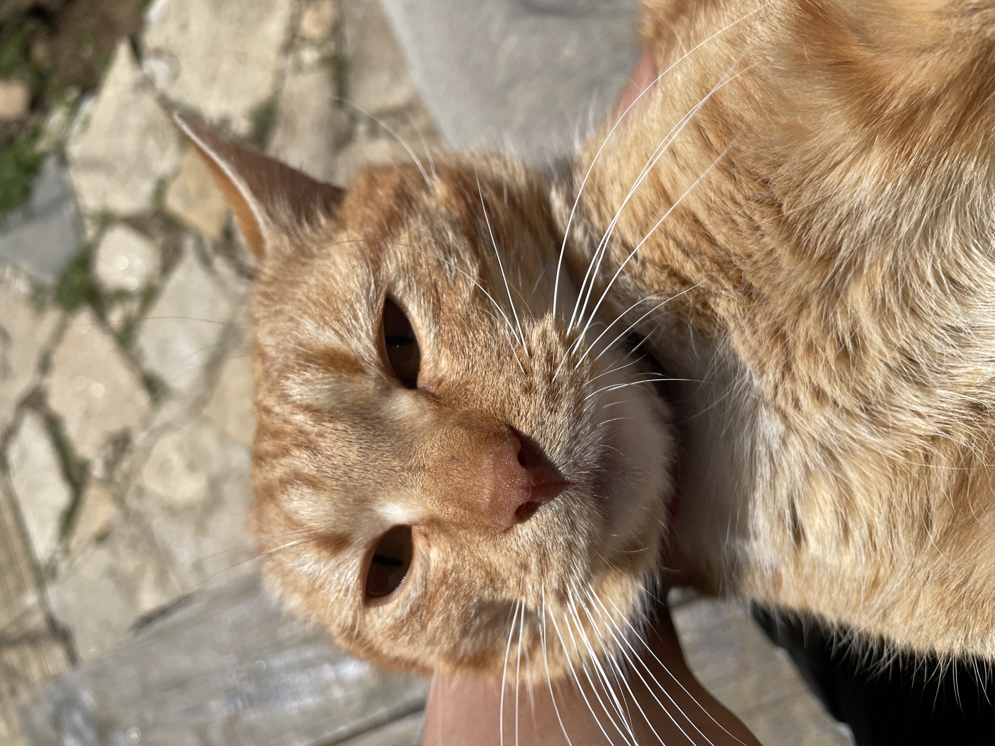 A close-up, outdoor shot depicts an orange tabby cat being held. The cat has brown eyes, a pink nose, and white whiskers. The background includes a blurred stone surface, possibly a patio or walkway. The location is Zlatograd, Bulgaria.