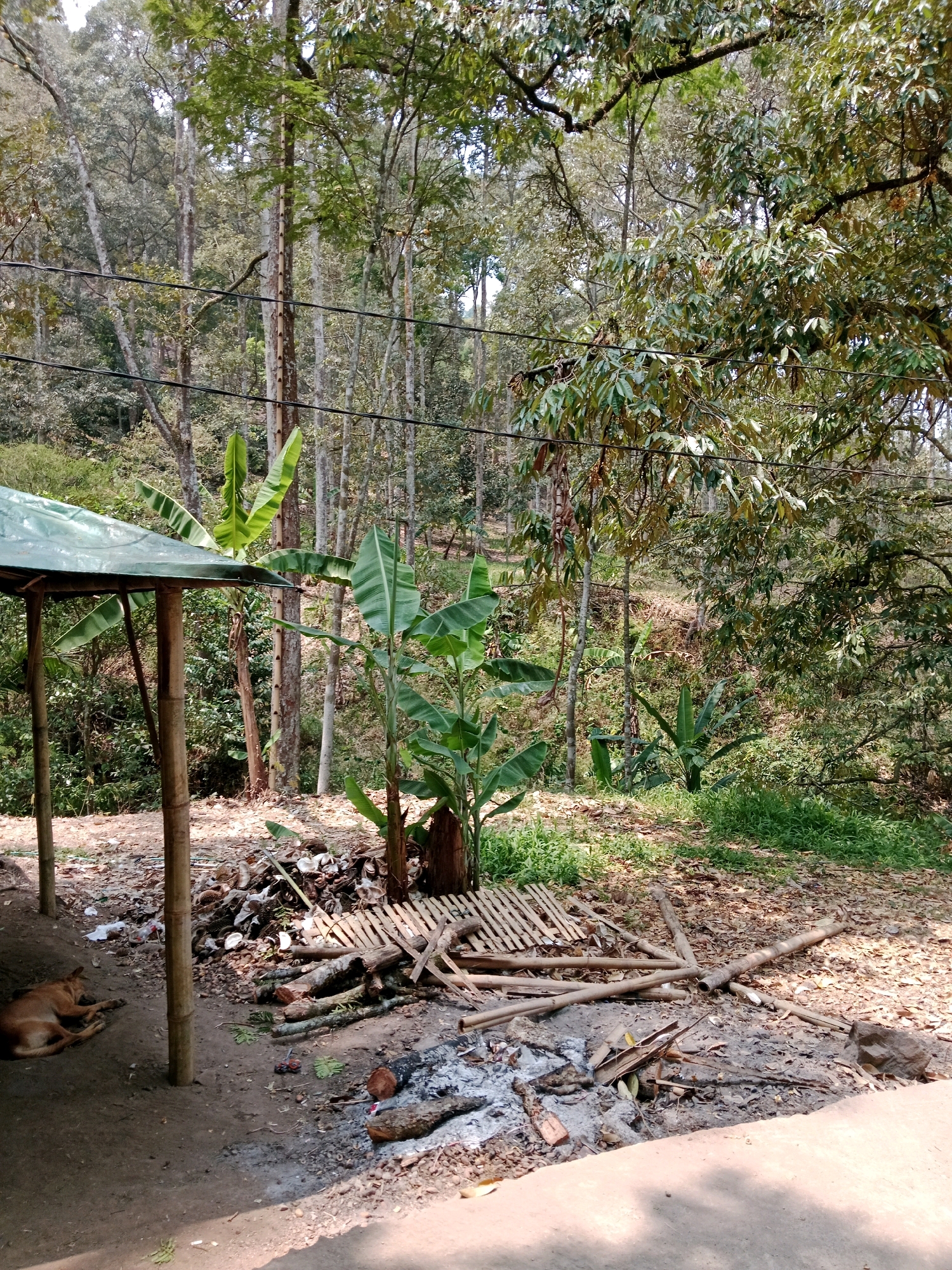 A medium shot captures a tropical outdoor scene under a bright, possibly humid, sky. The foreground is dominated by a dirt ground with scattered leaves, ash, and logs. A small fire pit with burnt logs is visible to the right of center. To the left, a dog is sleeping on the ground next to a simple shelter made of bamboo poles and a green tarp roof. In the background, lush vegetation and tall trees create a dense forest environment. The location is identified as Leuwikoja, Indonesia.