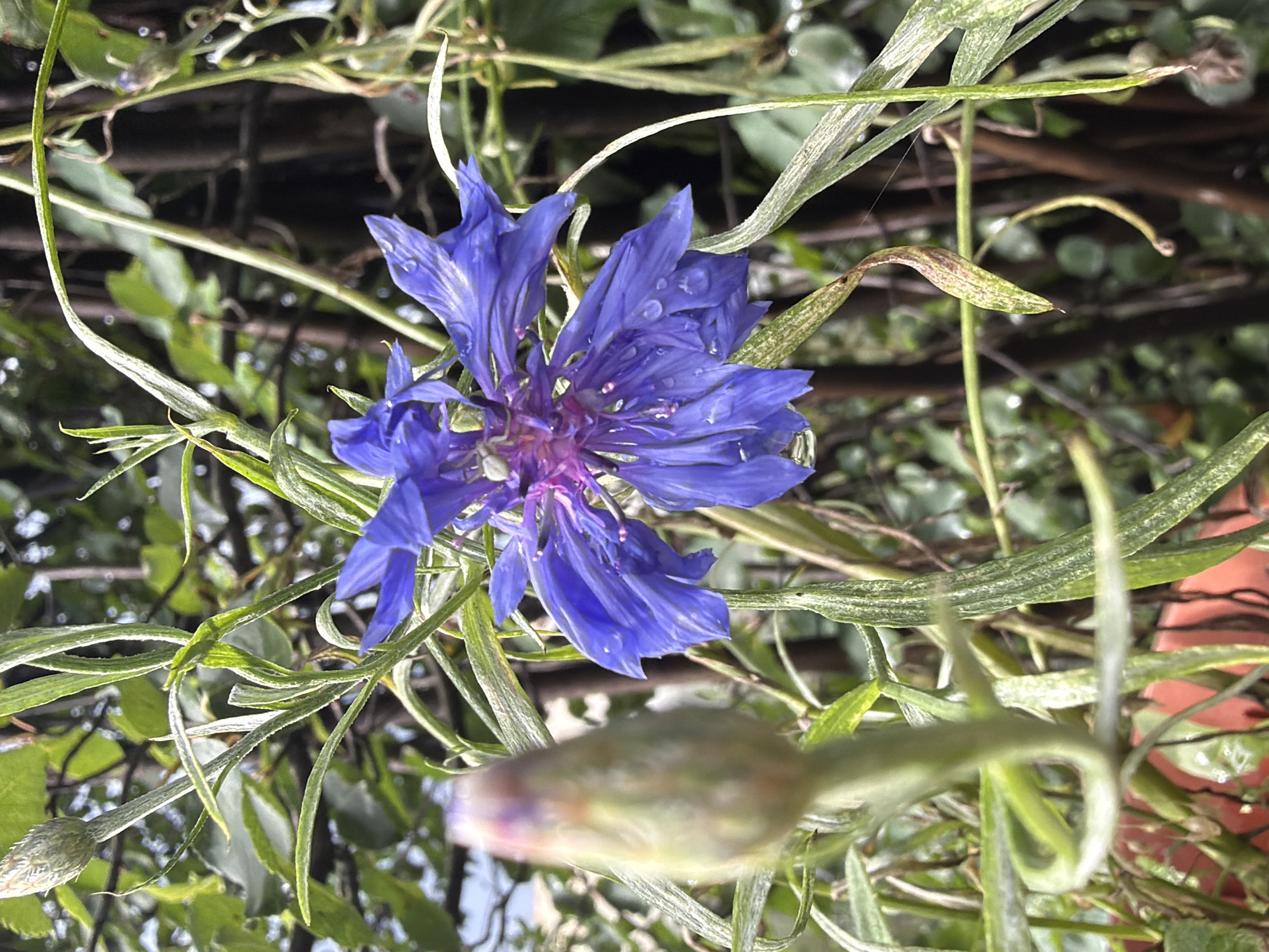 The image is a close-up, shallow depth-of-field photograph of a vibrant blue cornflower in bloom, centered within the frame. The flower's delicate petals, adorned with water droplets, are slightly unfurled, revealing a purplish center. To the left of the blooming flower, a closed cornflower bud, elongated and light green with subtle purplish tinges, is out of focus. The background is a blur of green foliage and dark, vertical stems, suggesting a natural or garden setting. The lighting is overcast, causing the water droplets on the petals to glisten. No specific landmarks or identifiable features place this image within Yekaterinburg, Russia. The scene captures a moment in nature, focusing on the intricate details of the cornflower and its immediate surroundings.