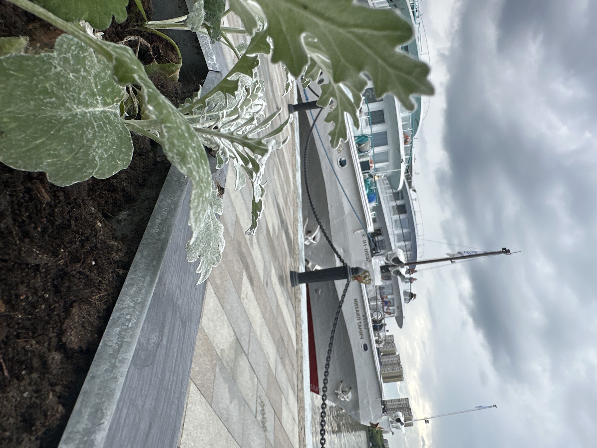 A close-up shot focuses on the velvety green leaves of a plant in the foreground, its texture appearing soft and fuzzy. Behind the plant, a paved walkway leads to a docked ship. The ship is white with multiple decks and windows, its name "МИХАИЛ ТАНИЧ" visible in large Cyrillic lettering on its side. The ship appears to be a passenger vessel, with people visible on its decks. The walkway is made of rectangular light-colored paving stones. The scene is set by a body of water, and in the background, several tall buildings are visible. The sky is overcast with dramatic, dark clouds. The lighting suggests it's daytime, possibly late afternoon or evening, given the cloudy conditions. The overall mood is calm and still, with the ship waiting at the dock.